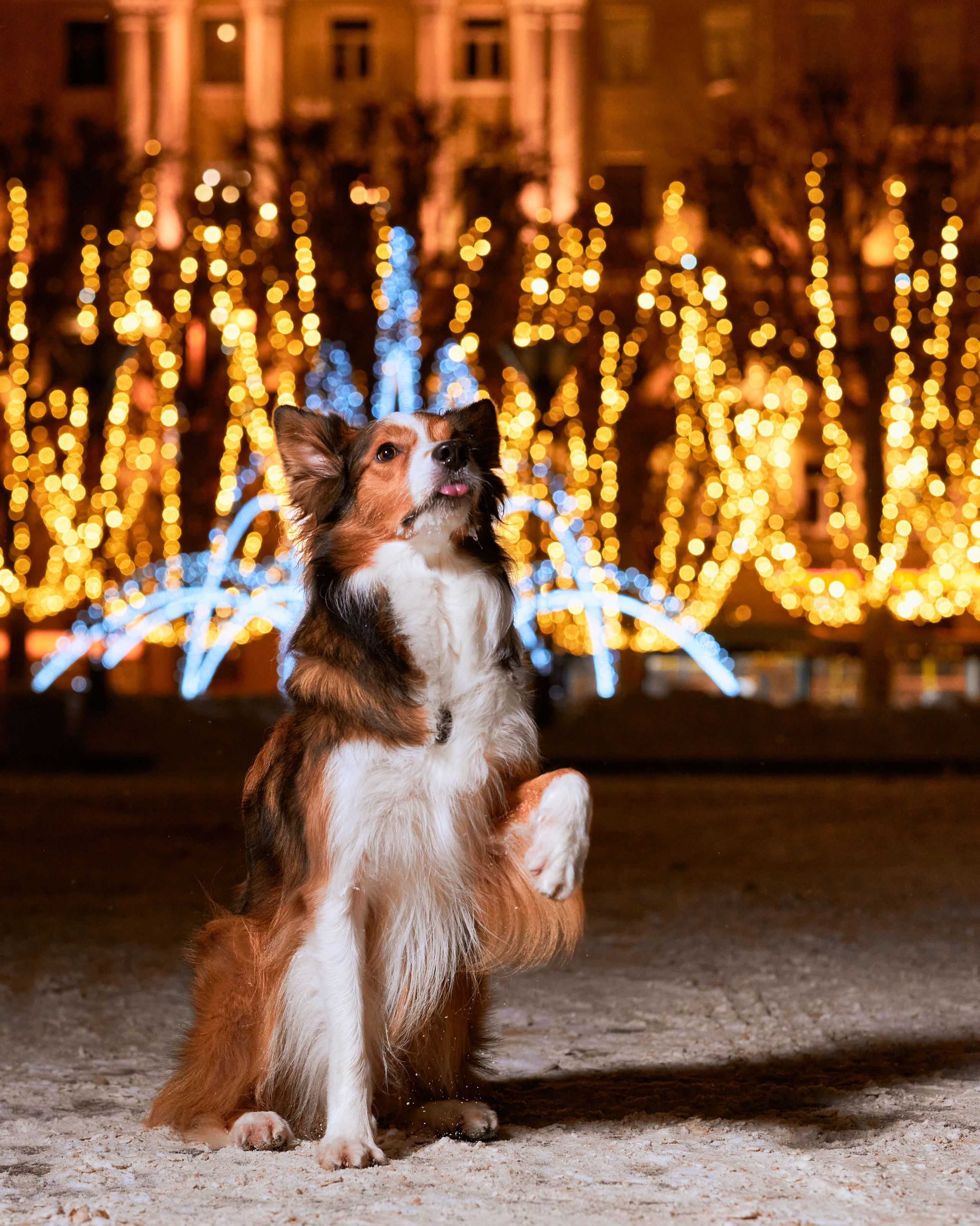 Прогулочные. Фотограф людей и животных в Санкт-Петербурге Марина Бурмистрова
