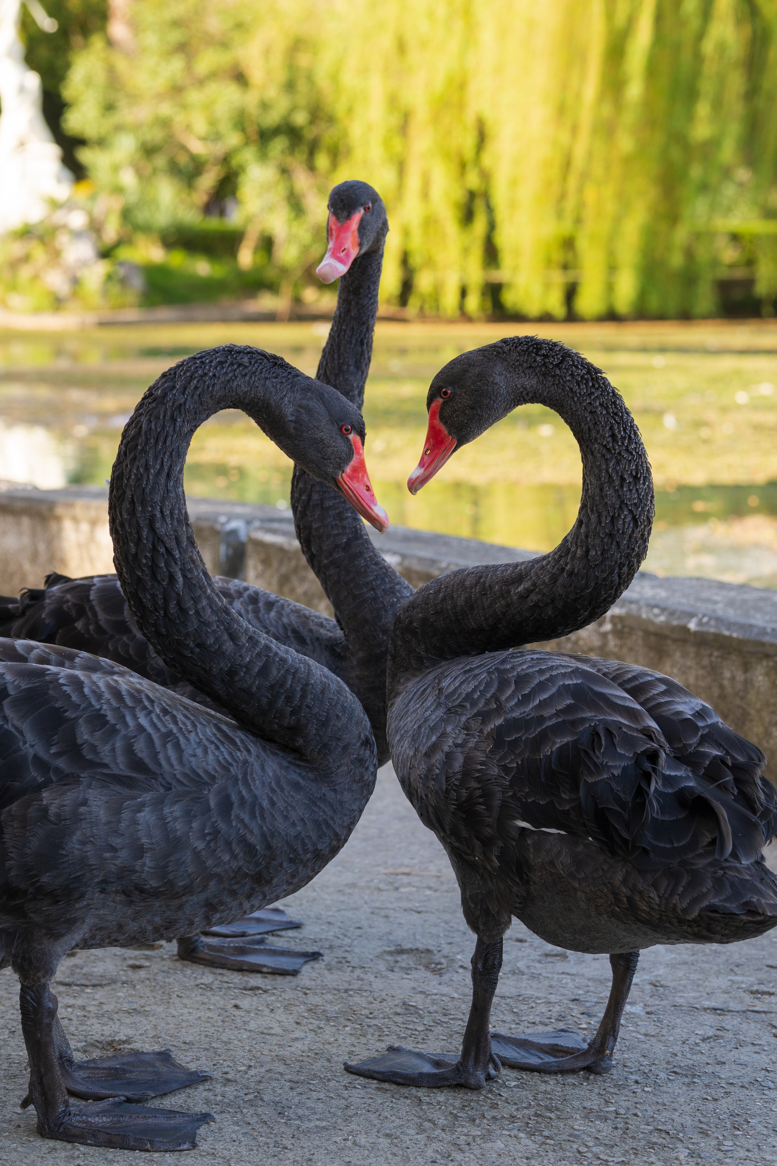 Абхазия 2022. Фотограф людей и животных в Санкт-Петербурге Марина Бурмистрова