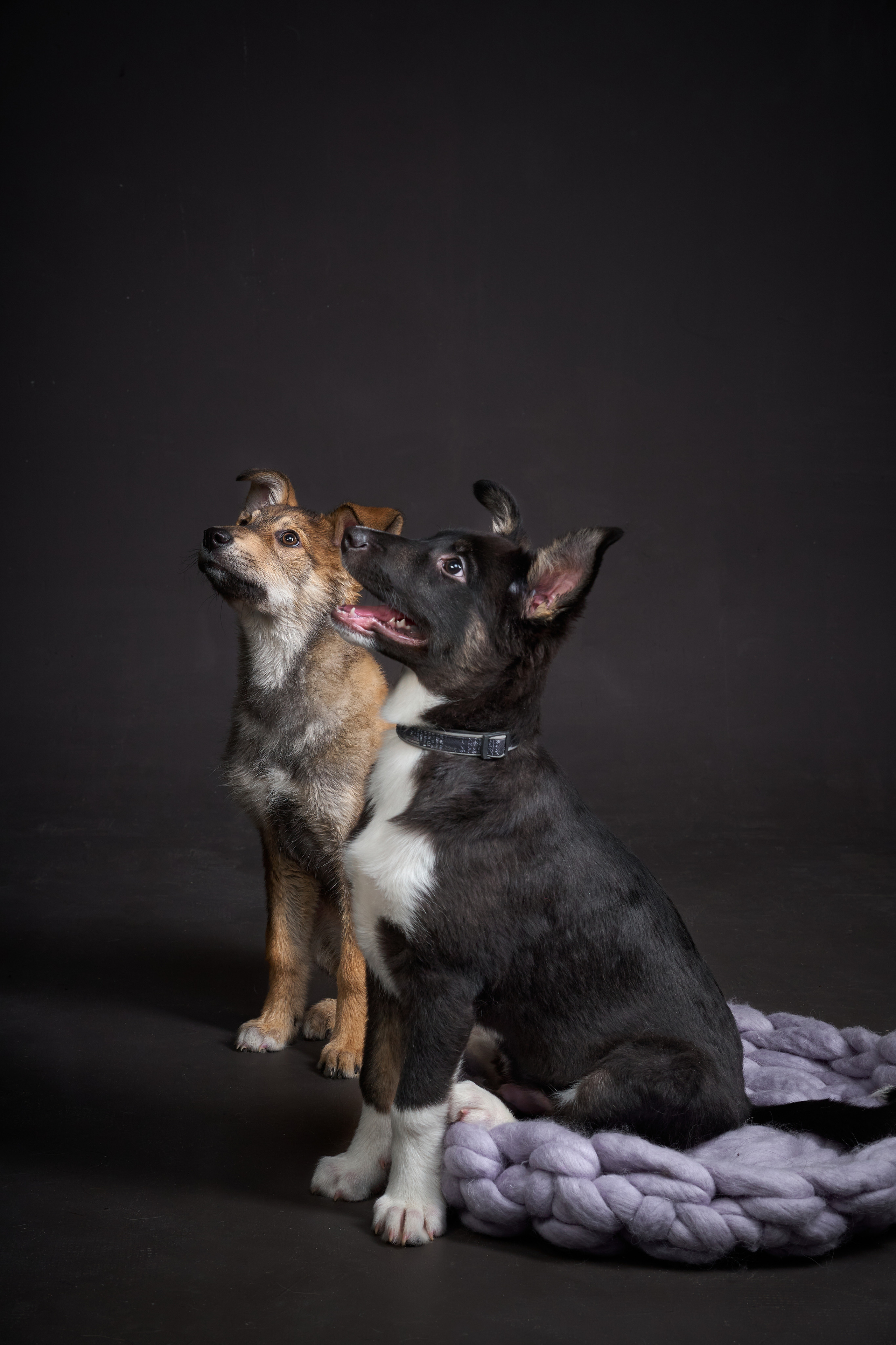 Студийные. Фотограф людей и животных в Санкт-Петербурге Марина Бурмистрова