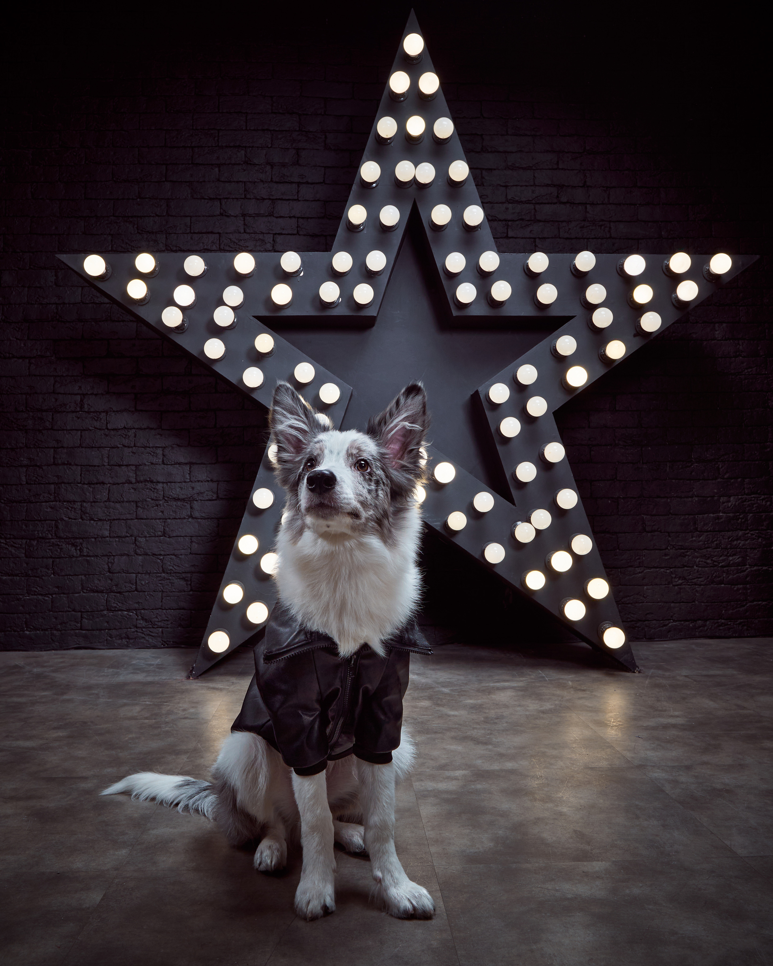 фотосессия собак в стиле рок-звезд, собака в кожаной куртке, собака в кожаном костюме, бордер-колли в студии, фотосессия собаки в студии
