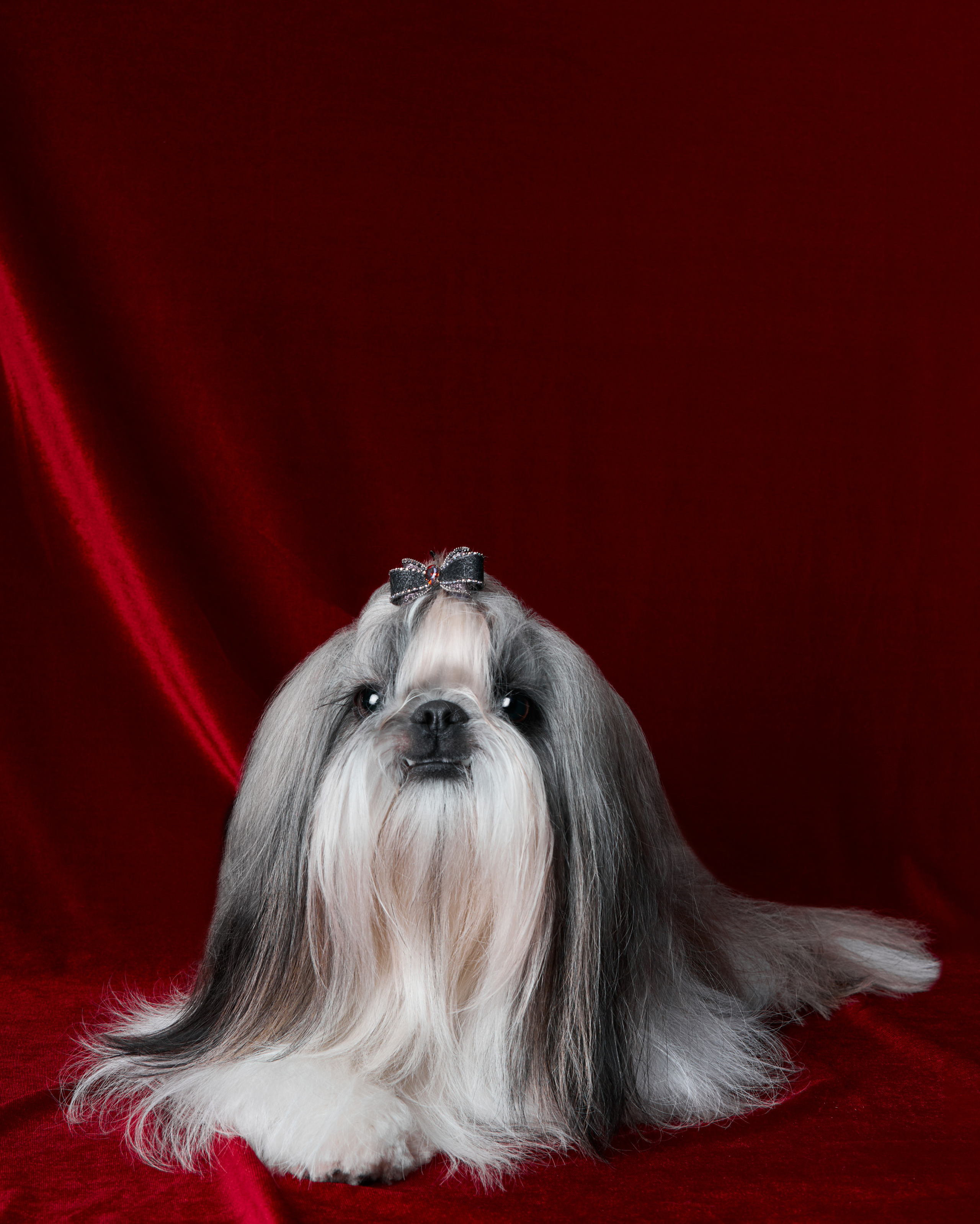 фотосессия ши-тцу