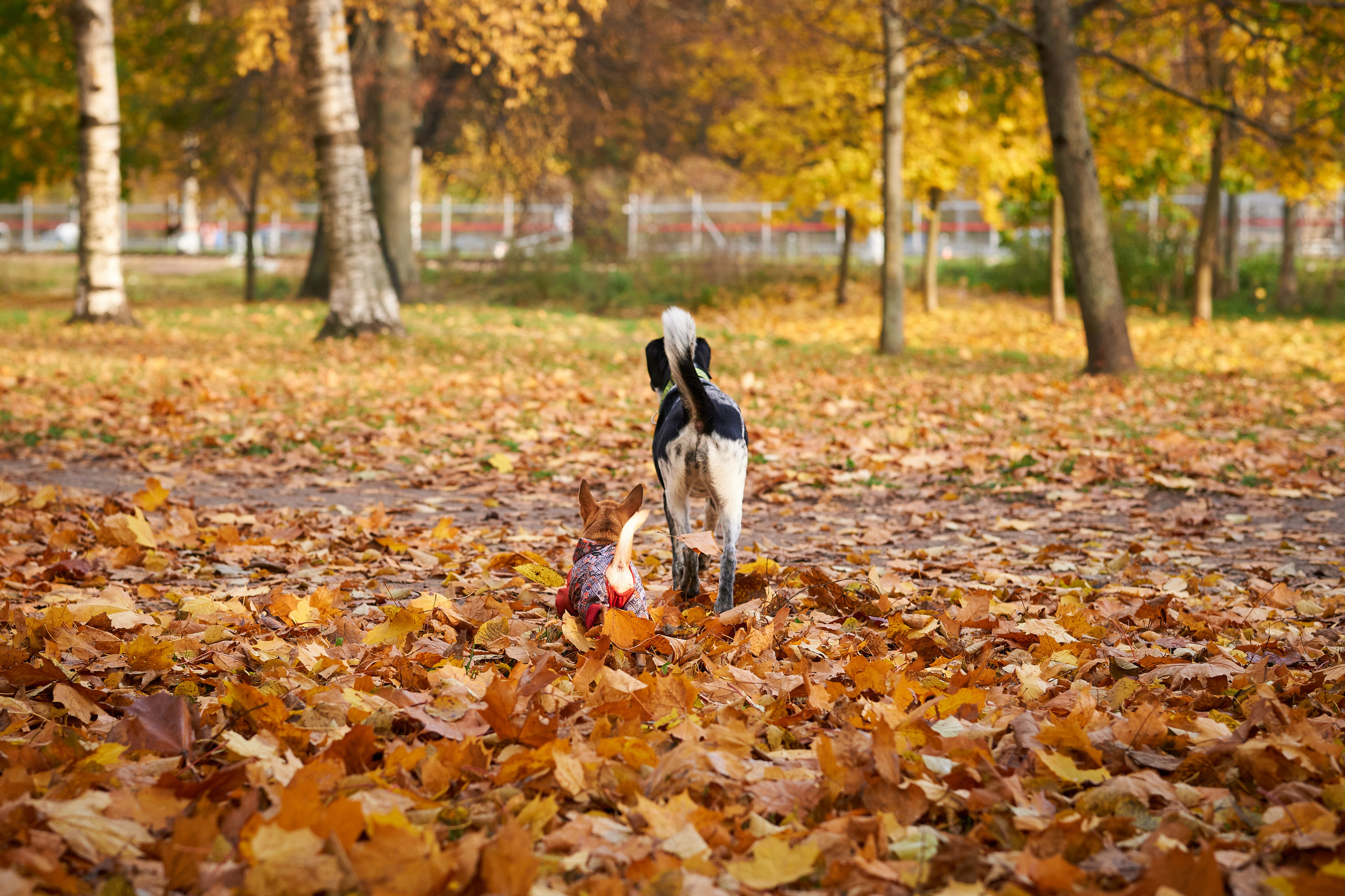 Прогулочные. Фотограф людей и животных в Санкт-Петербурге Марина Бурмистрова