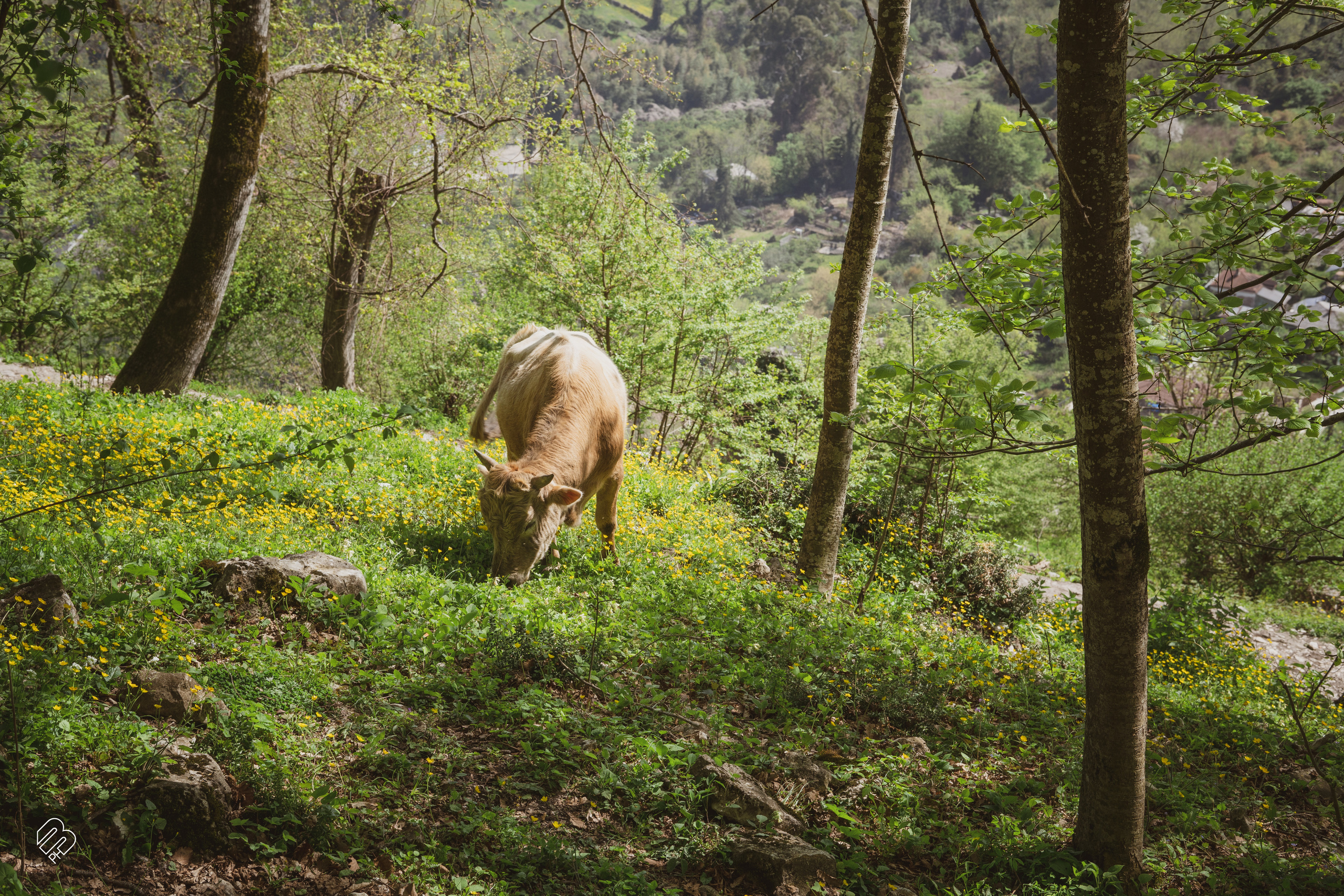 Абхазия 2022. Фотограф людей и животных в Санкт-Петербурге Марина Бурмистрова