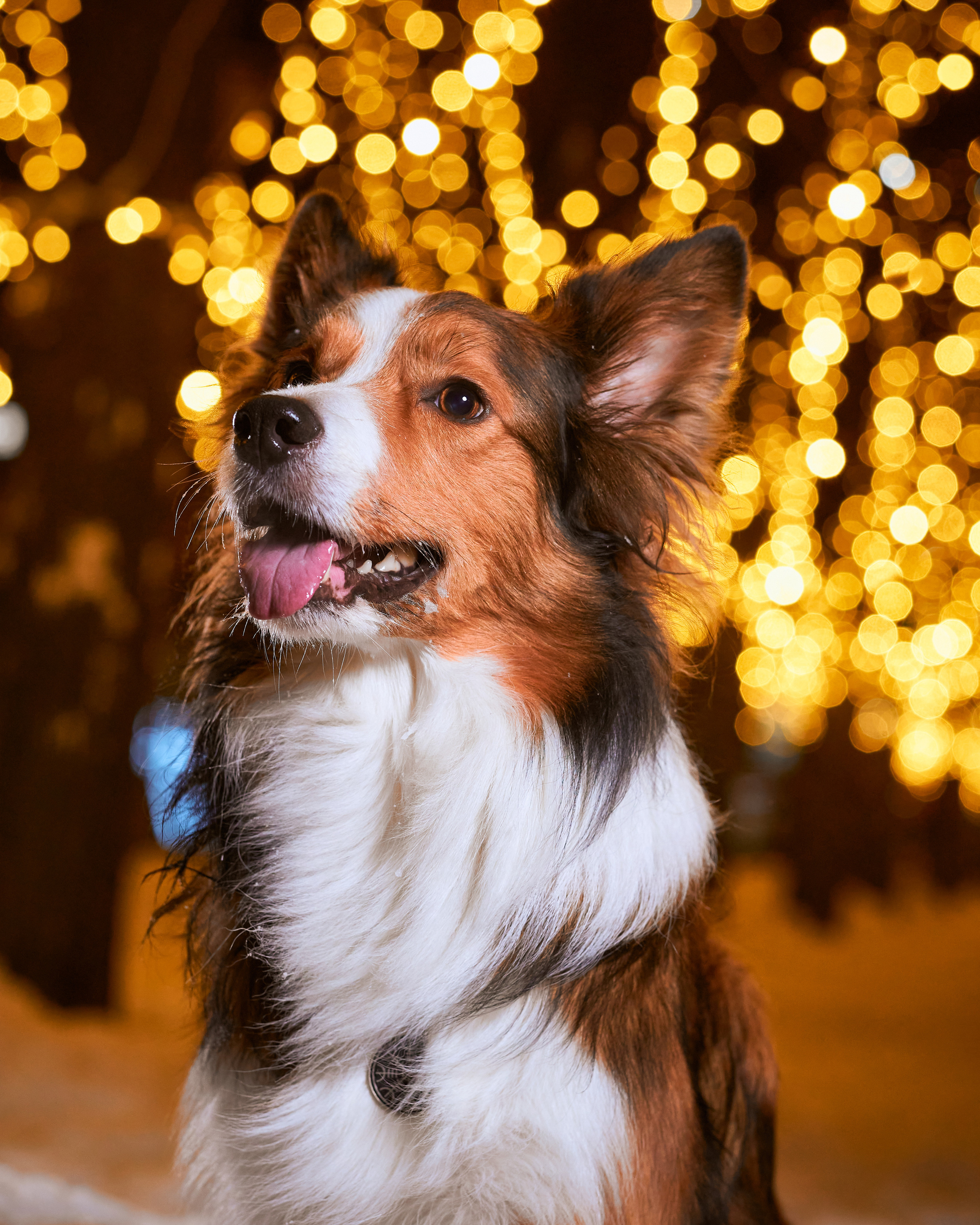 Прогулочные. Фотограф людей и животных в Санкт-Петербурге Марина Бурмистрова