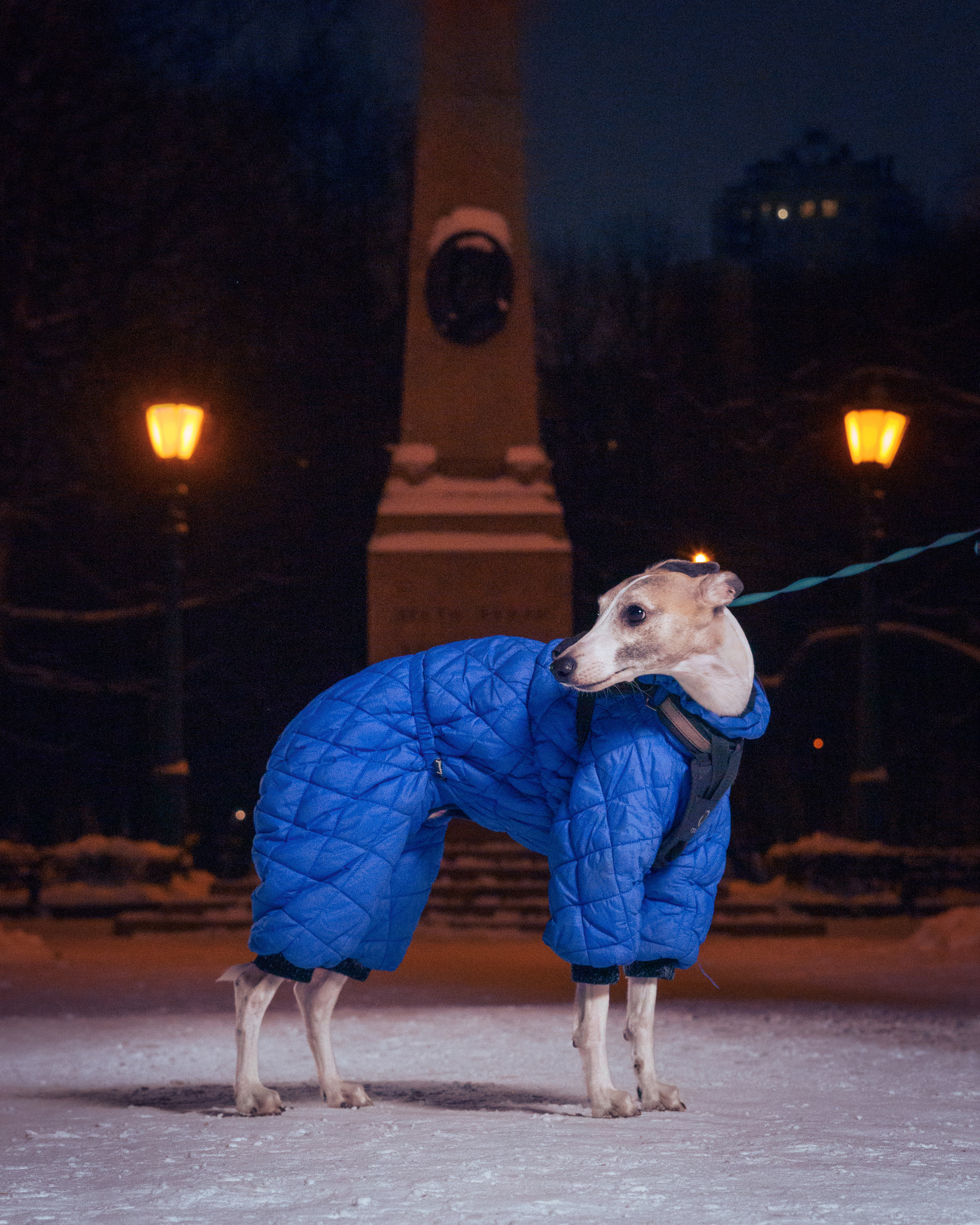 Прогулочные. Фотограф людей и животных в Санкт-Петербурге Марина Бурмистрова