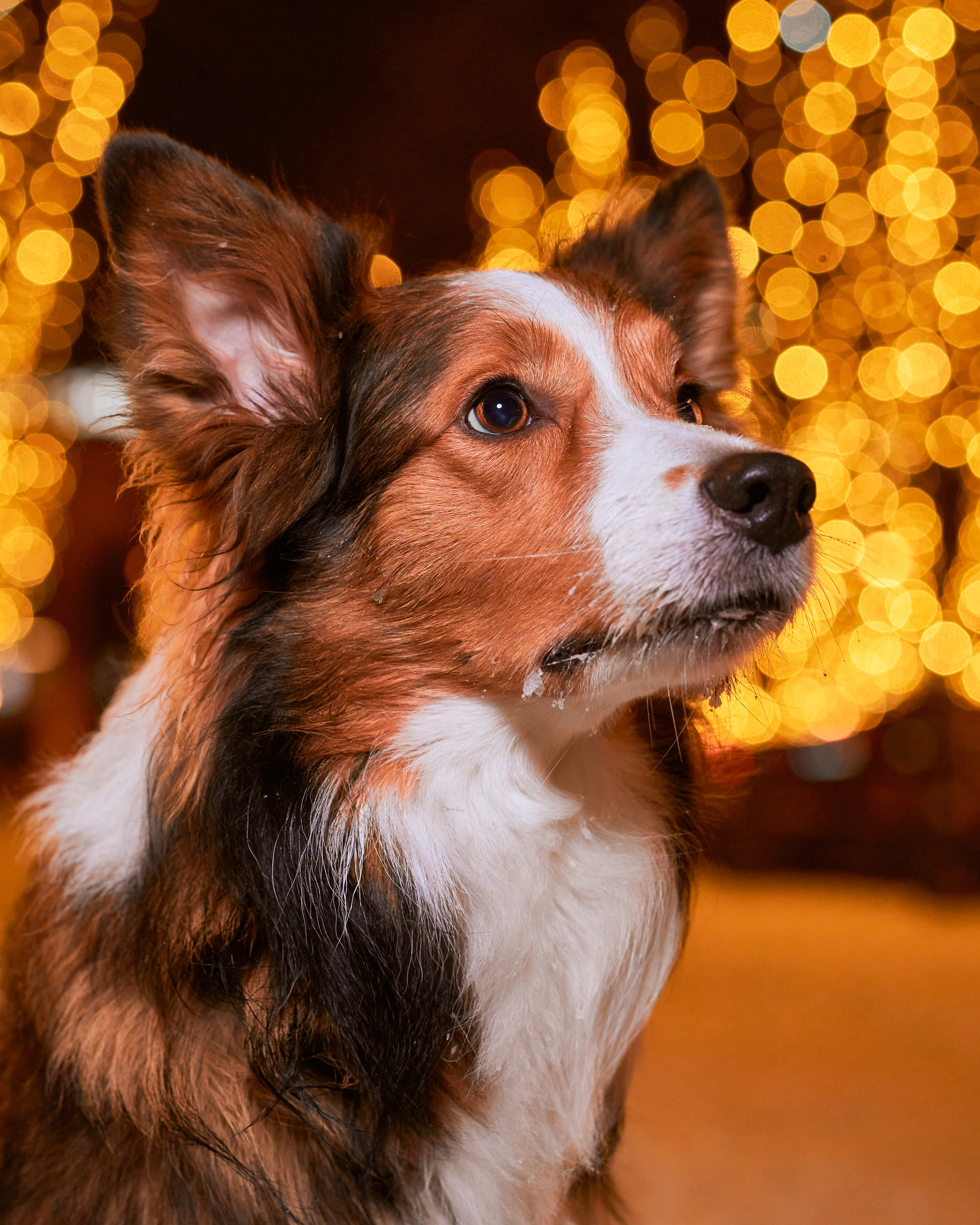 Прогулочные. Фотограф людей и животных в Санкт-Петербурге Марина Бурмистрова