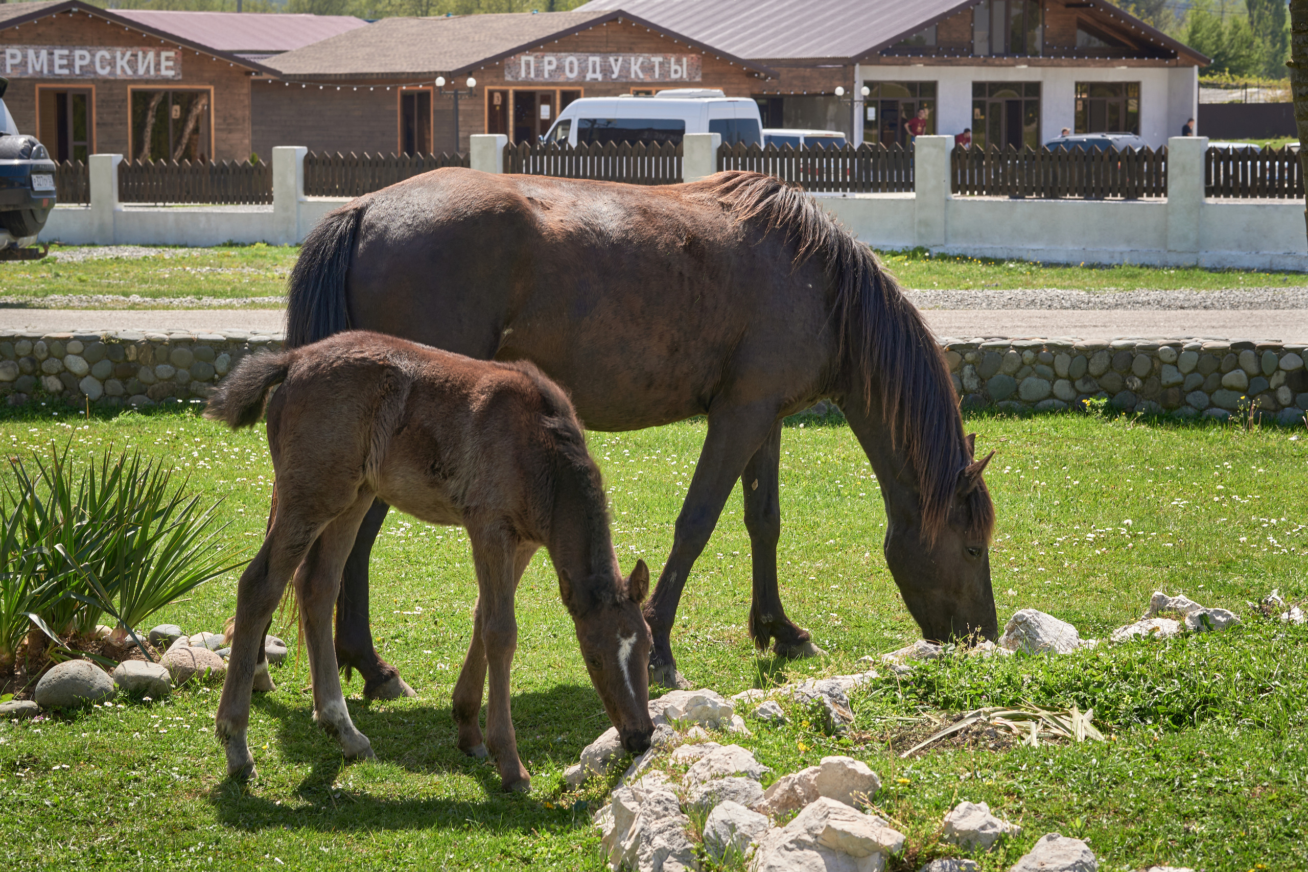 Абхазия 2022. Фотограф людей и животных в Санкт-Петербурге Марина Бурмистрова