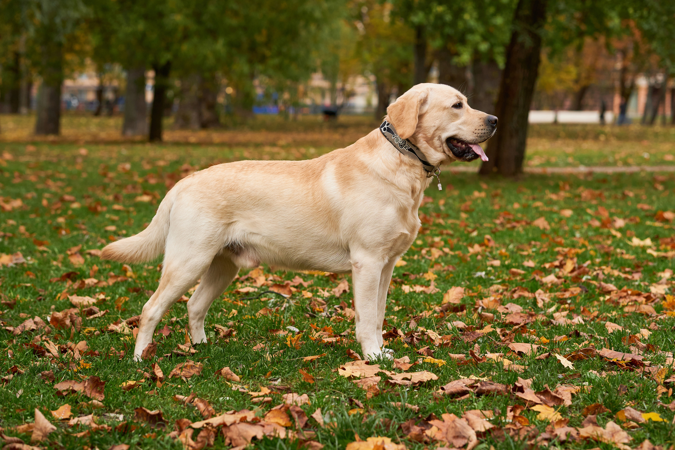 Прогулочные. Фотограф людей и животных в Санкт-Петербурге Марина Бурмистрова