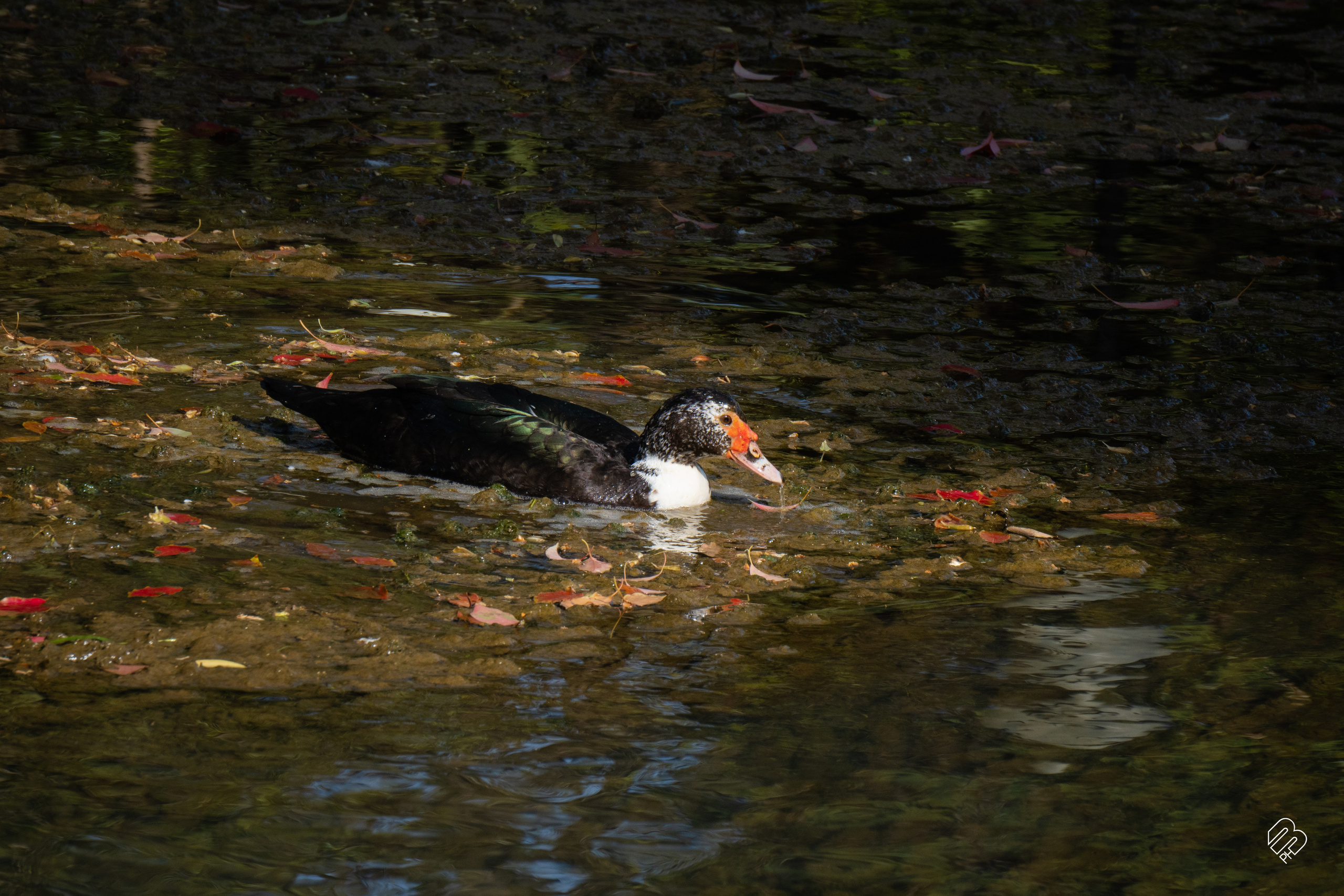 Абхазия 2022. Фотограф людей и животных в Санкт-Петербурге Марина Бурмистрова
