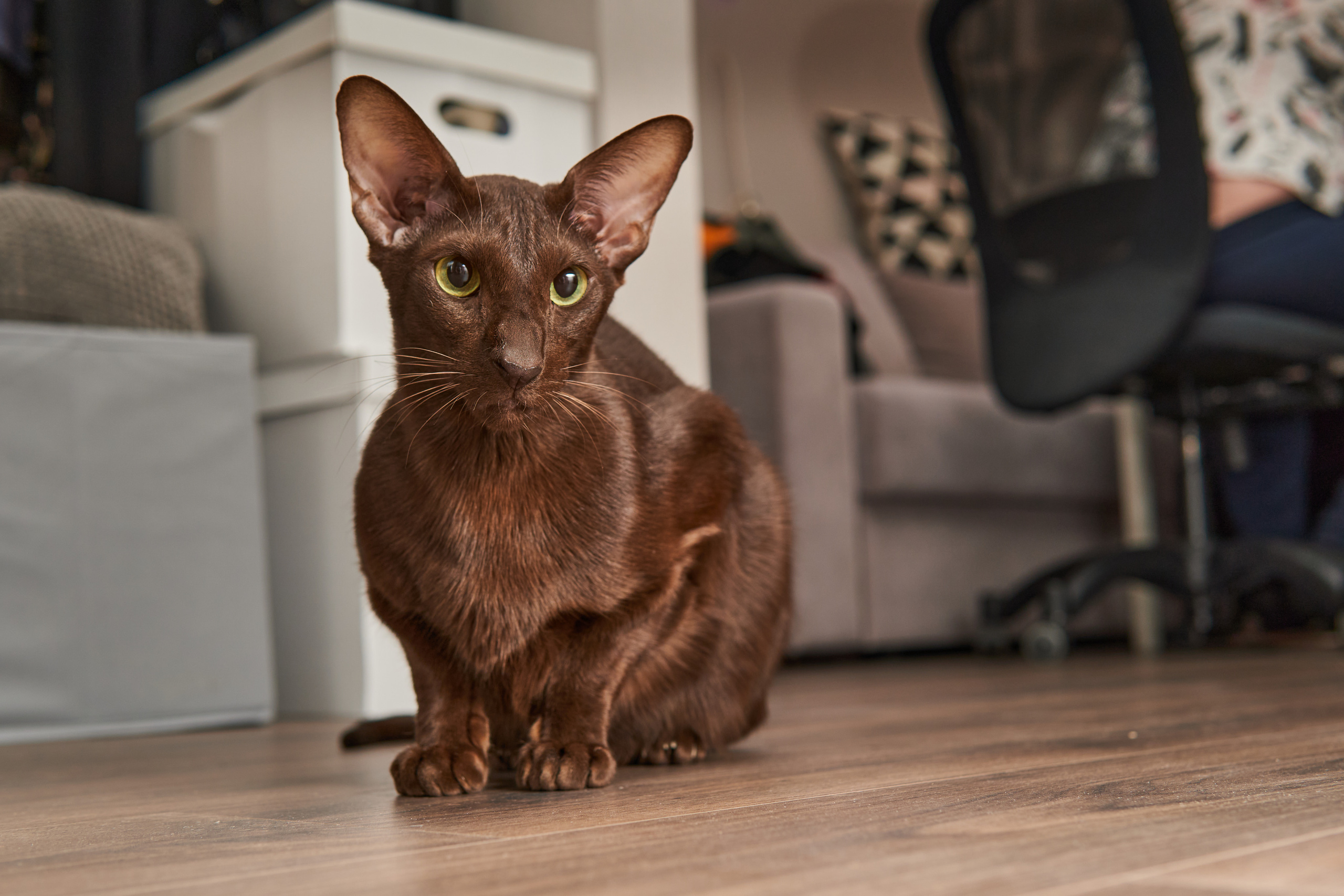 Выездные. Фотограф людей и животных в Санкт-Петербурге Марина Бурмистрова