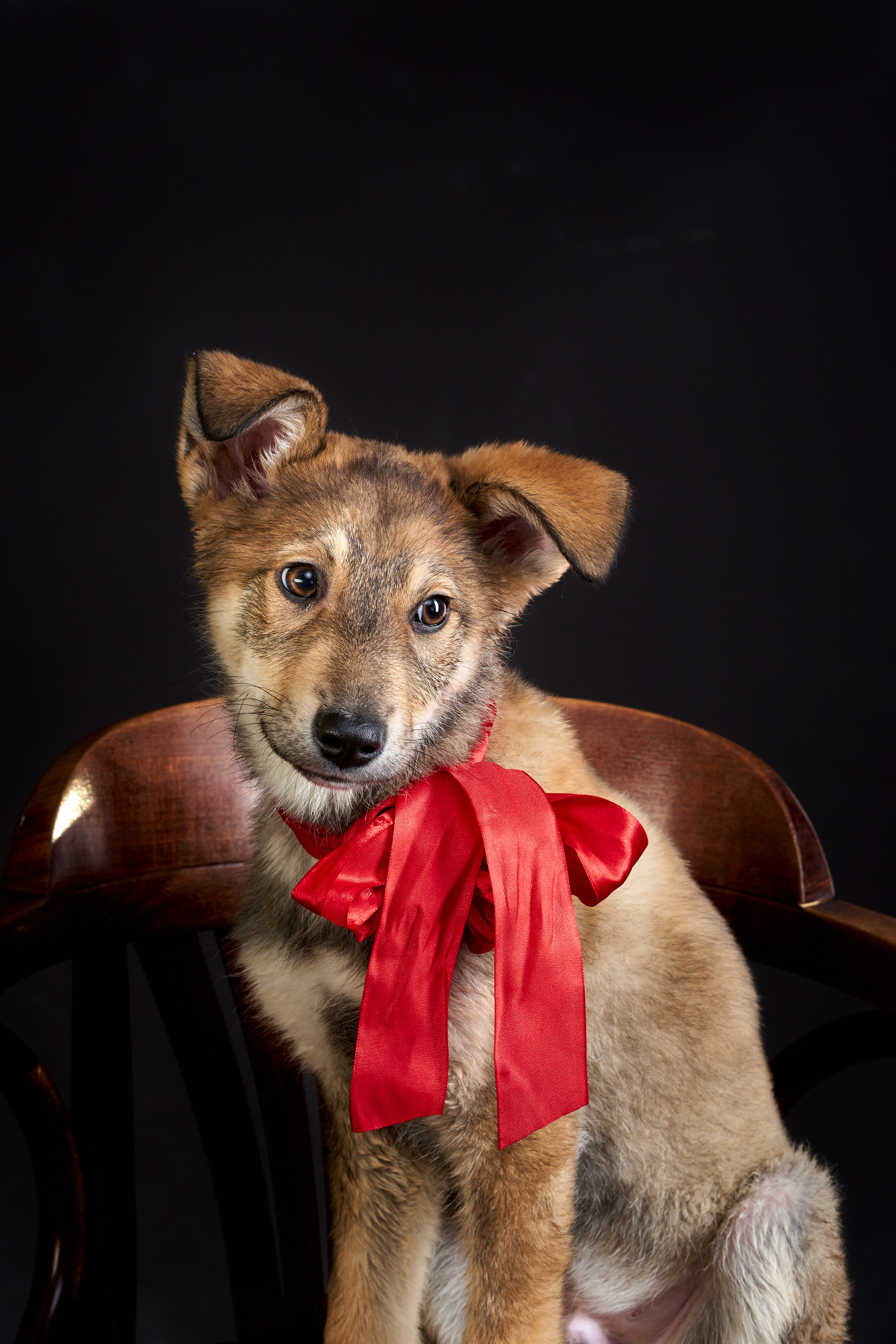 Студийные. Фотограф людей и животных в Санкт-Петербурге Марина Бурмистрова