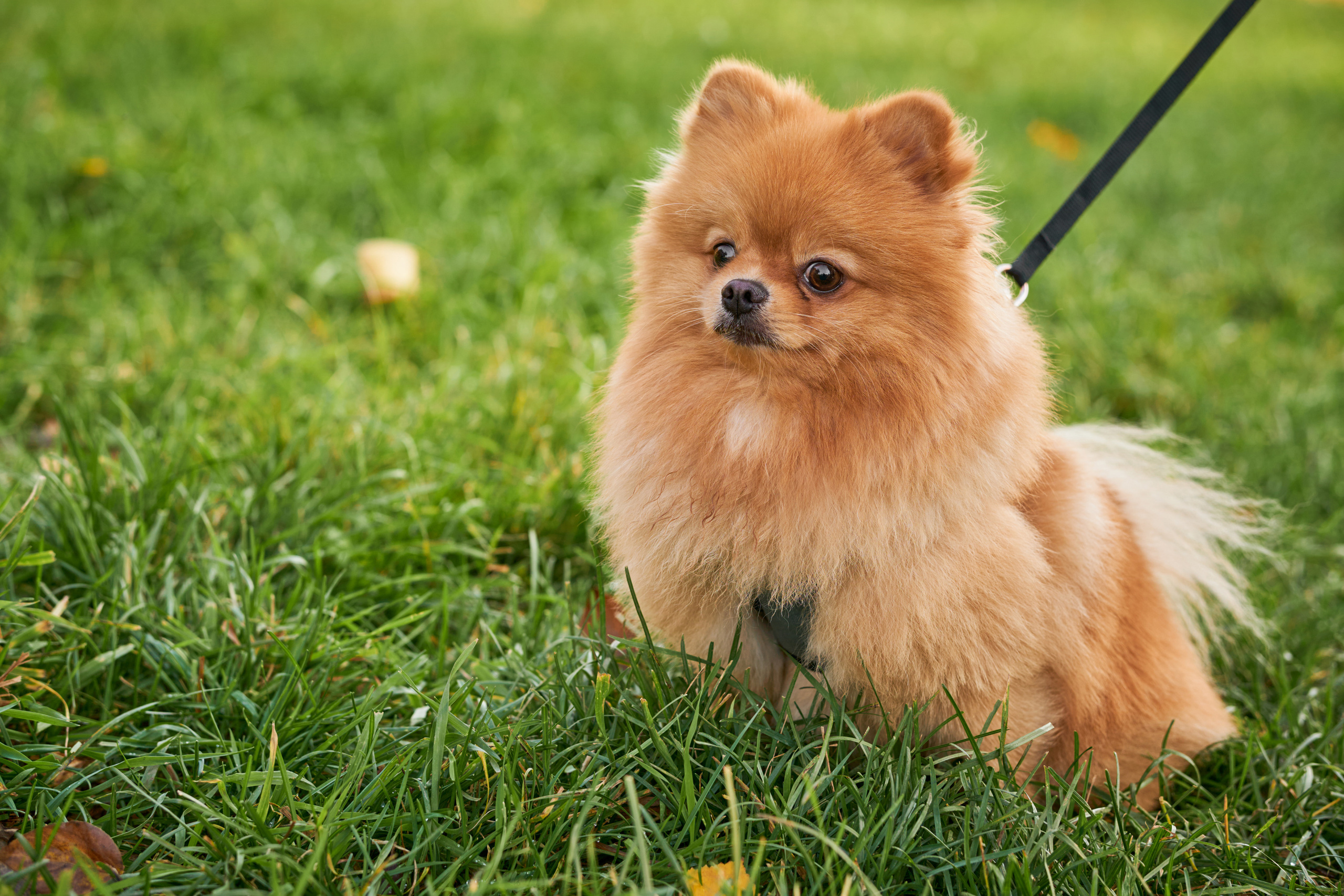 Прогулочные. Фотограф людей и животных в Санкт-Петербурге Марина Бурмистрова