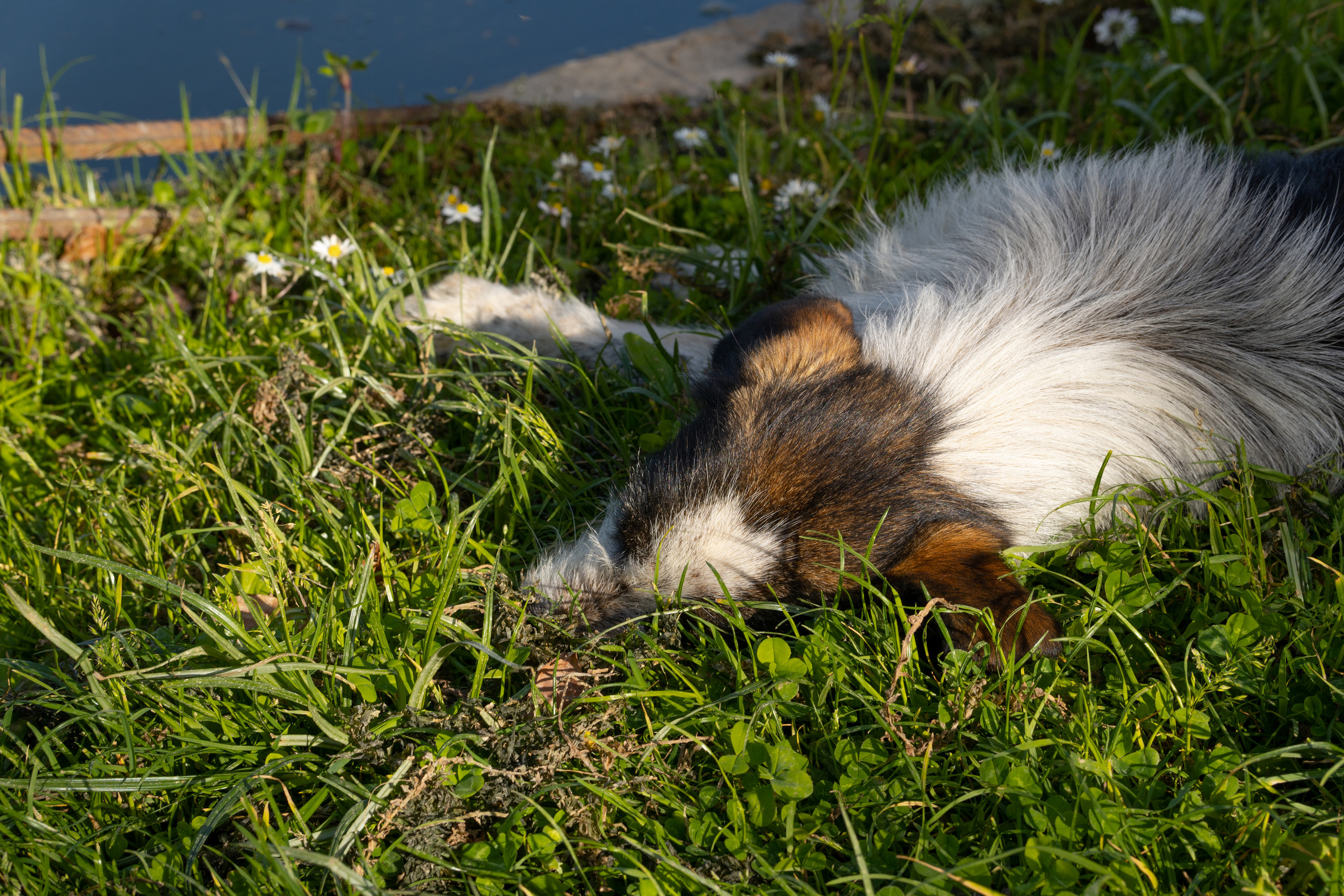 Абхазия 2022. Фотограф людей и животных в Санкт-Петербурге Марина Бурмистрова