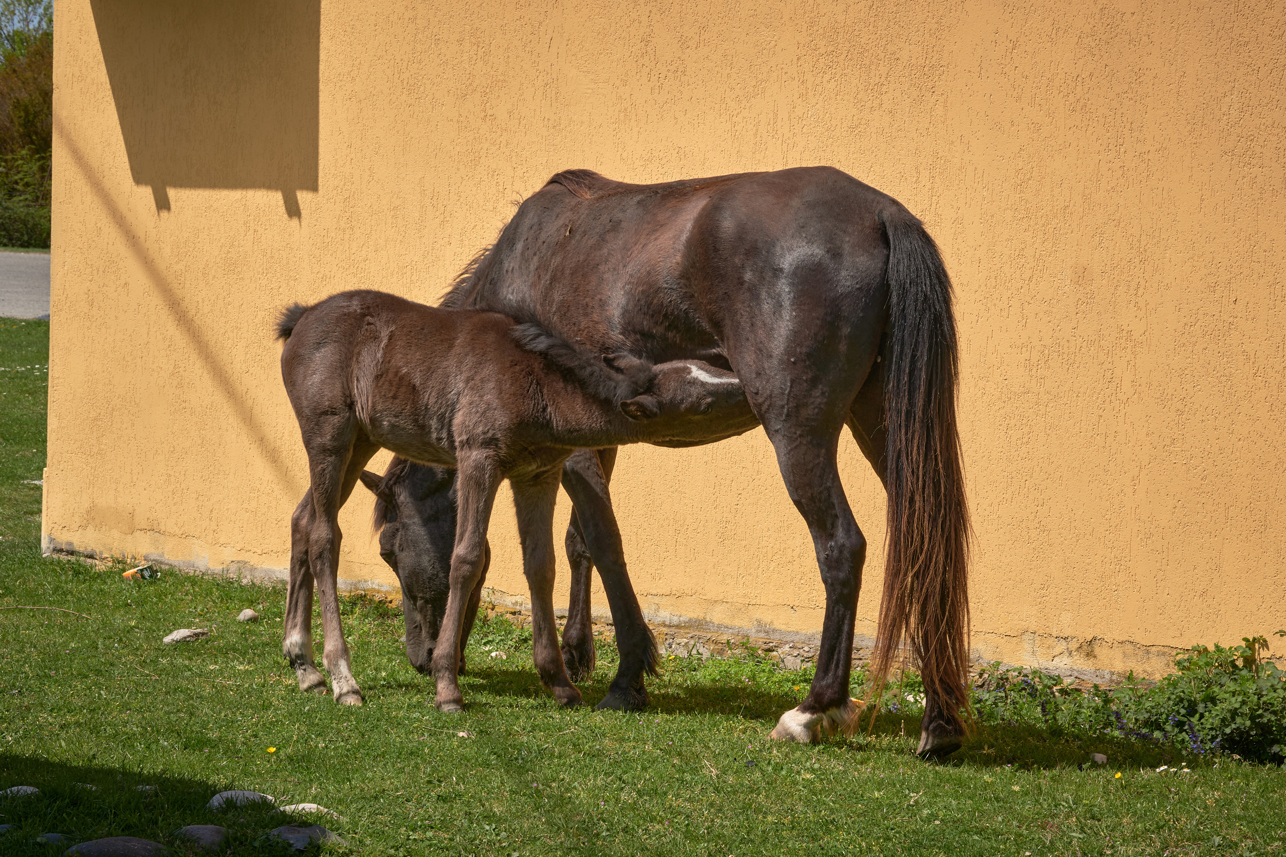 Абхазия 2022. Фотограф людей и животных в Санкт-Петербурге Марина Бурмистрова