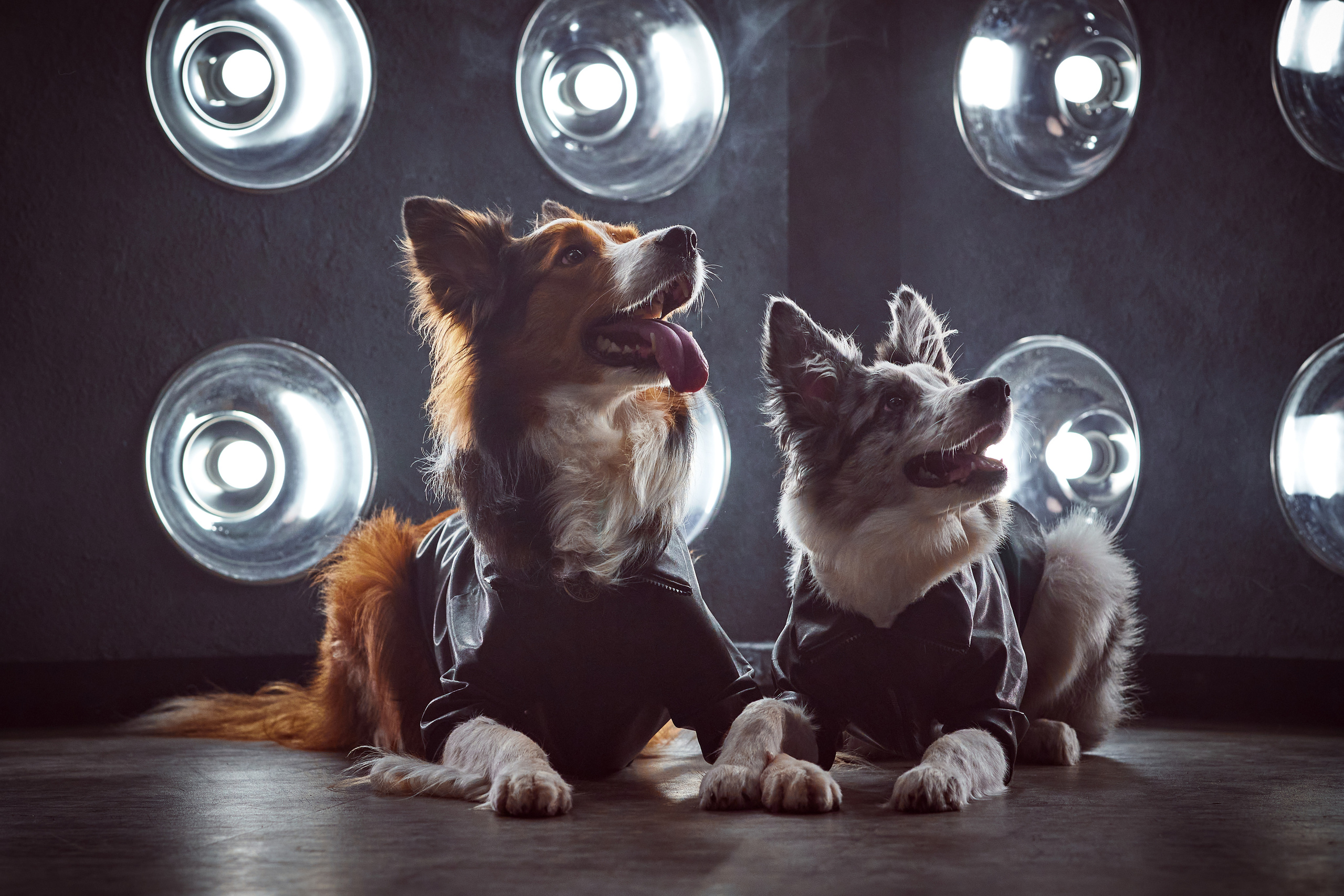 фотосессия собак в стиле рок-звезд, собака в кожаной куртке, собака в кожаном костюме, бордер-колли в студии, фотосессия собаки в студии