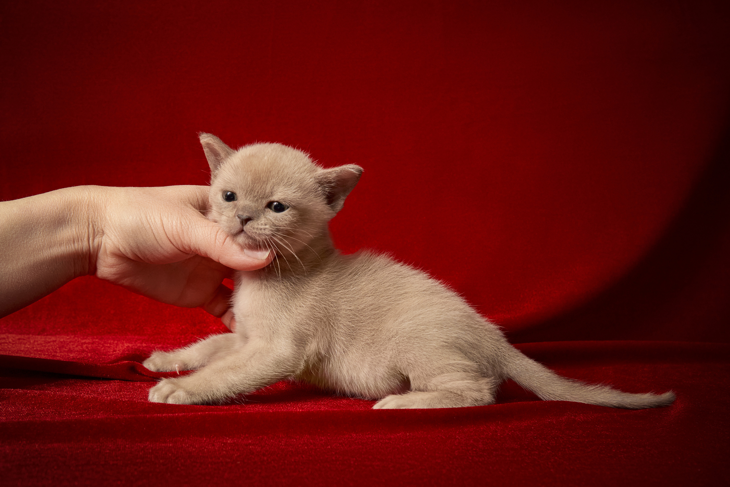 Выездные. Фотограф людей и животных в Санкт-Петербурге Марина Бурмистрова