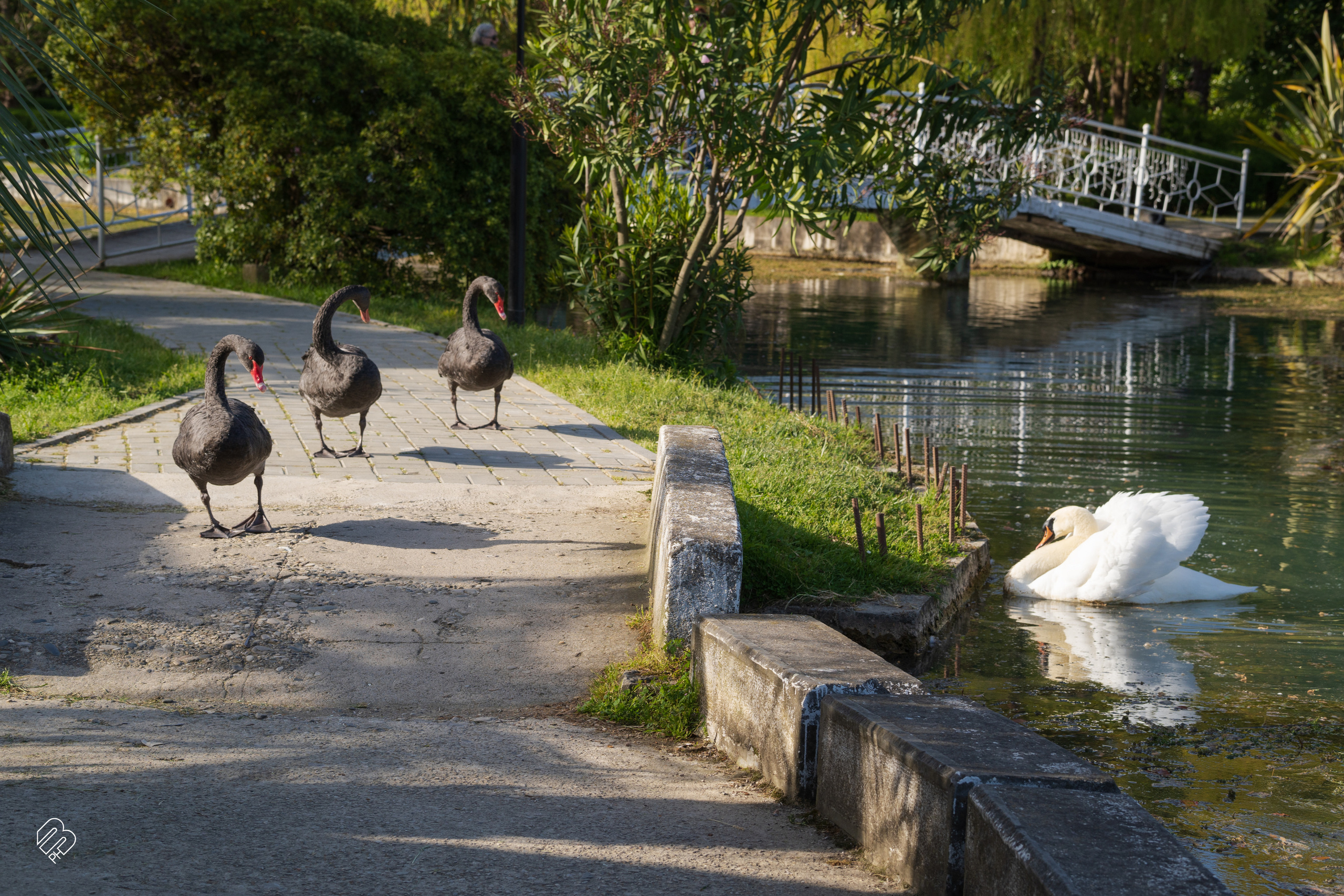 Абхазия 2022. Фотограф людей и животных в Санкт-Петербурге Марина Бурмистрова