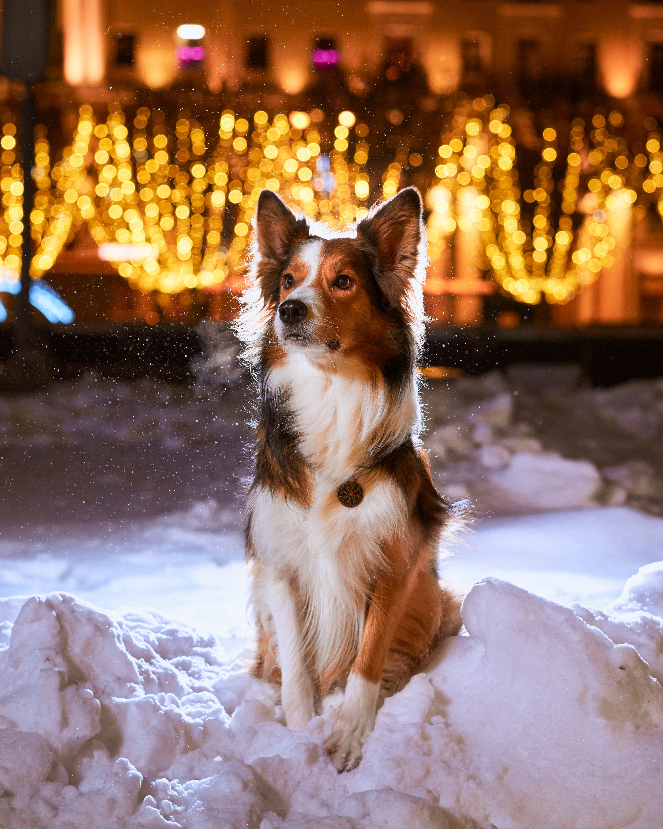 Прогулочные. Фотограф людей и животных в Санкт-Петербурге Марина Бурмистрова