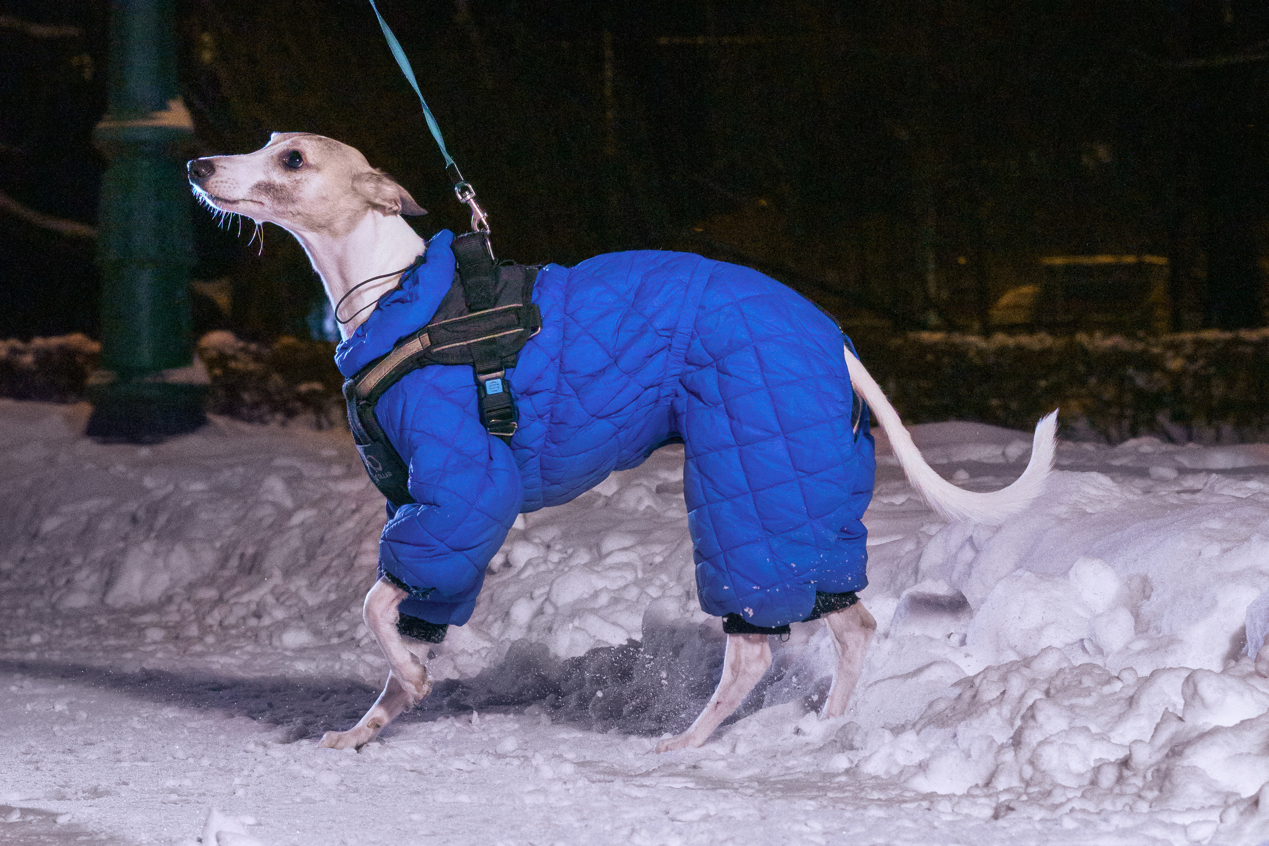 Прогулочные. Фотограф людей и животных в Санкт-Петербурге Марина Бурмистрова