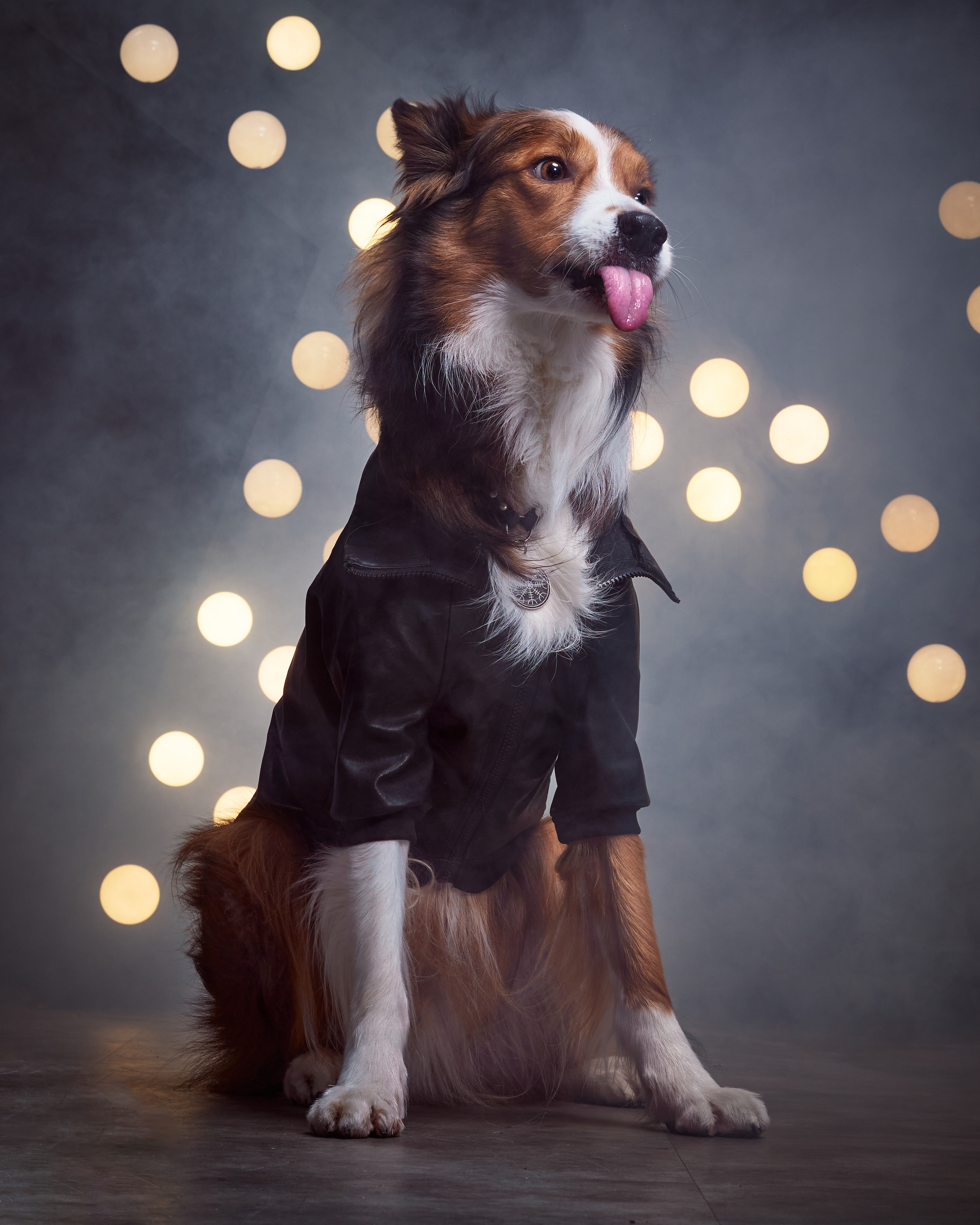 фотосессия собак в стиле рок-звезд, собака в кожаной куртке, собака в кожаном костюме, бордер-колли в студии, фотосессия собаки в студии
