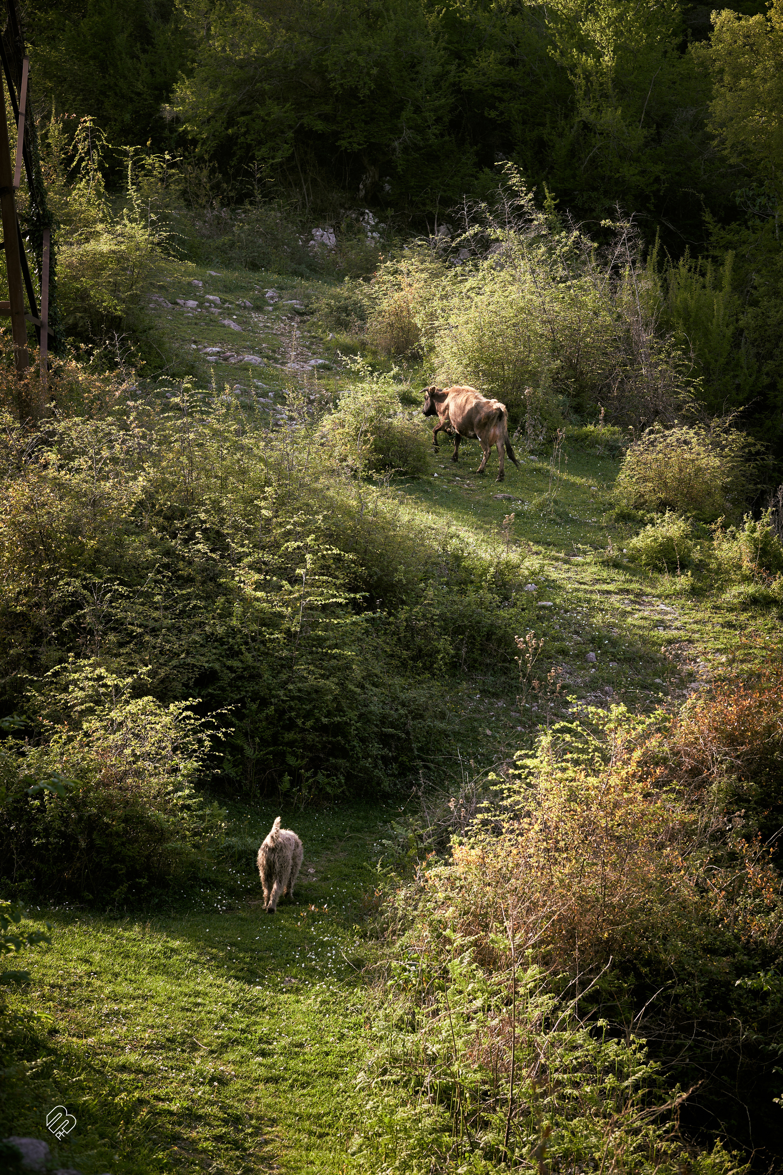 Абхазия 2022. Фотограф людей и животных в Санкт-Петербурге Марина Бурмистрова