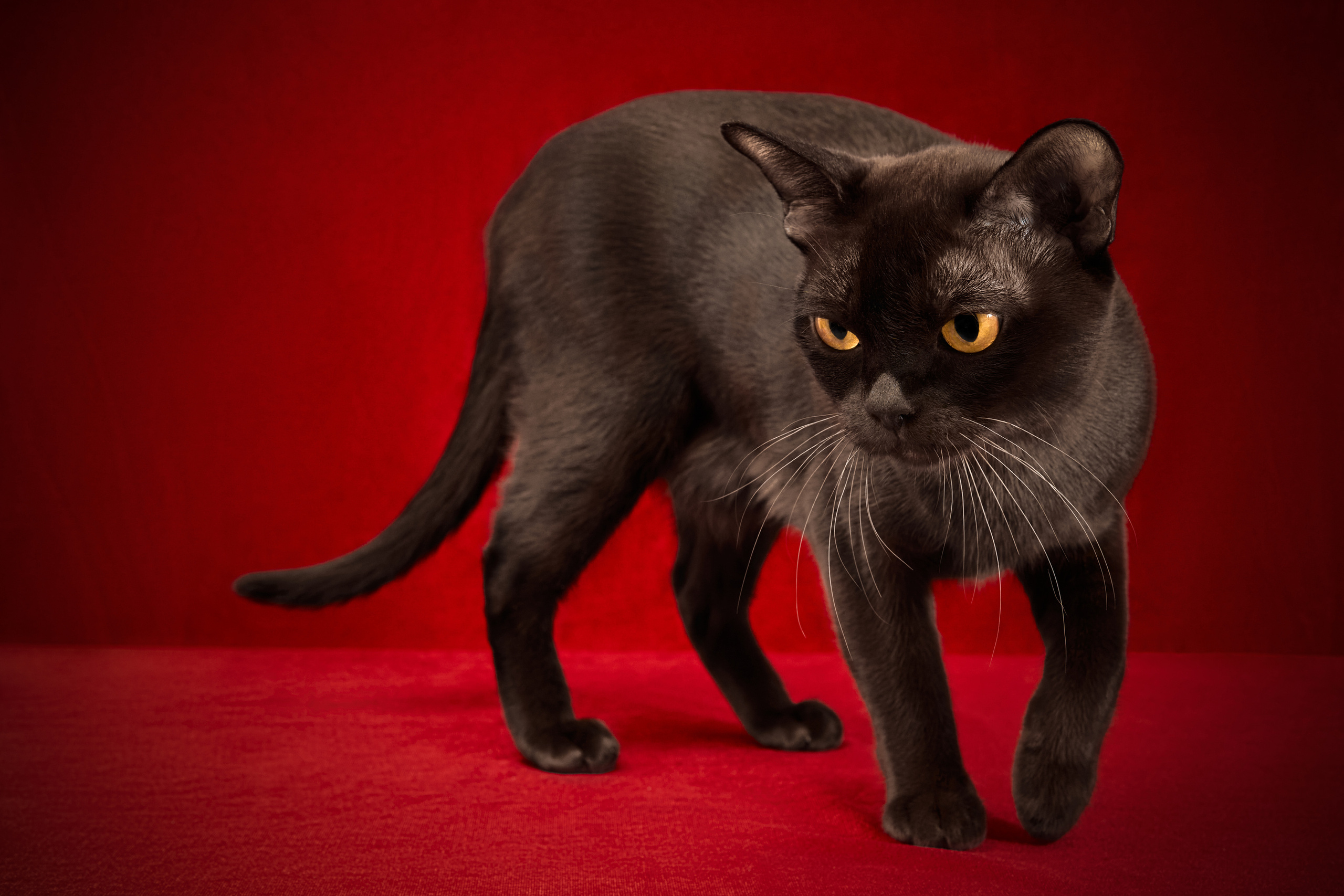 Выездные. Фотограф людей и животных в Санкт-Петербурге Марина Бурмистрова