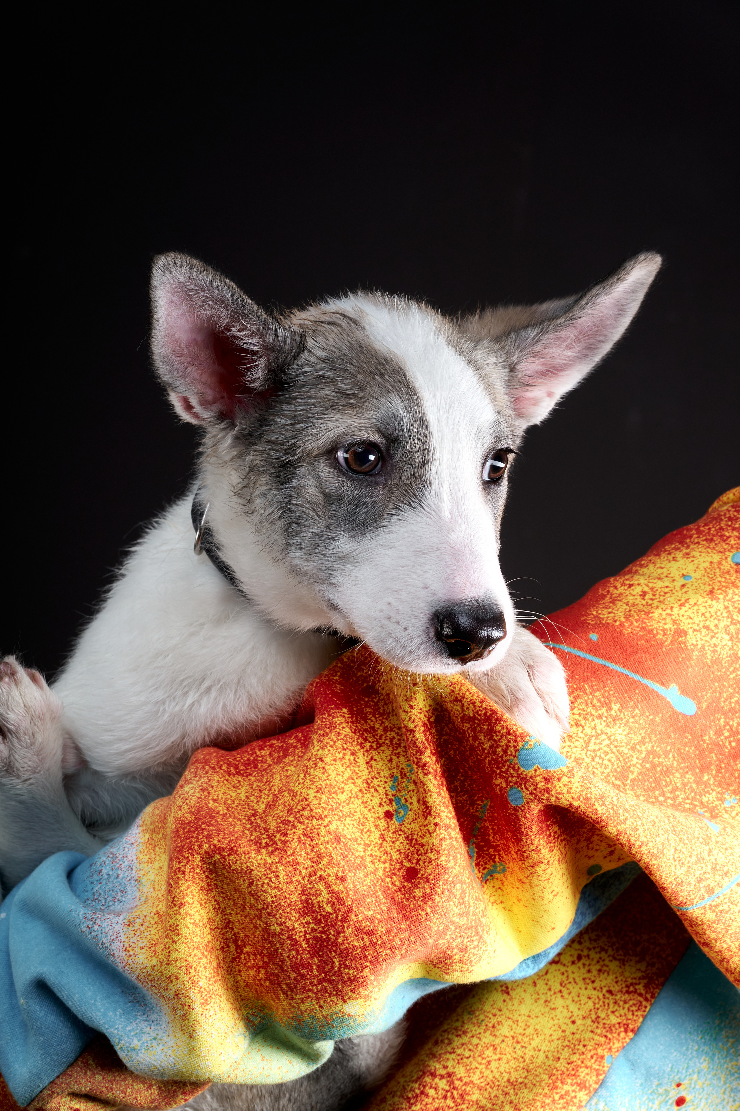 Студийные. Фотограф людей и животных в Санкт-Петербурге Марина Бурмистрова