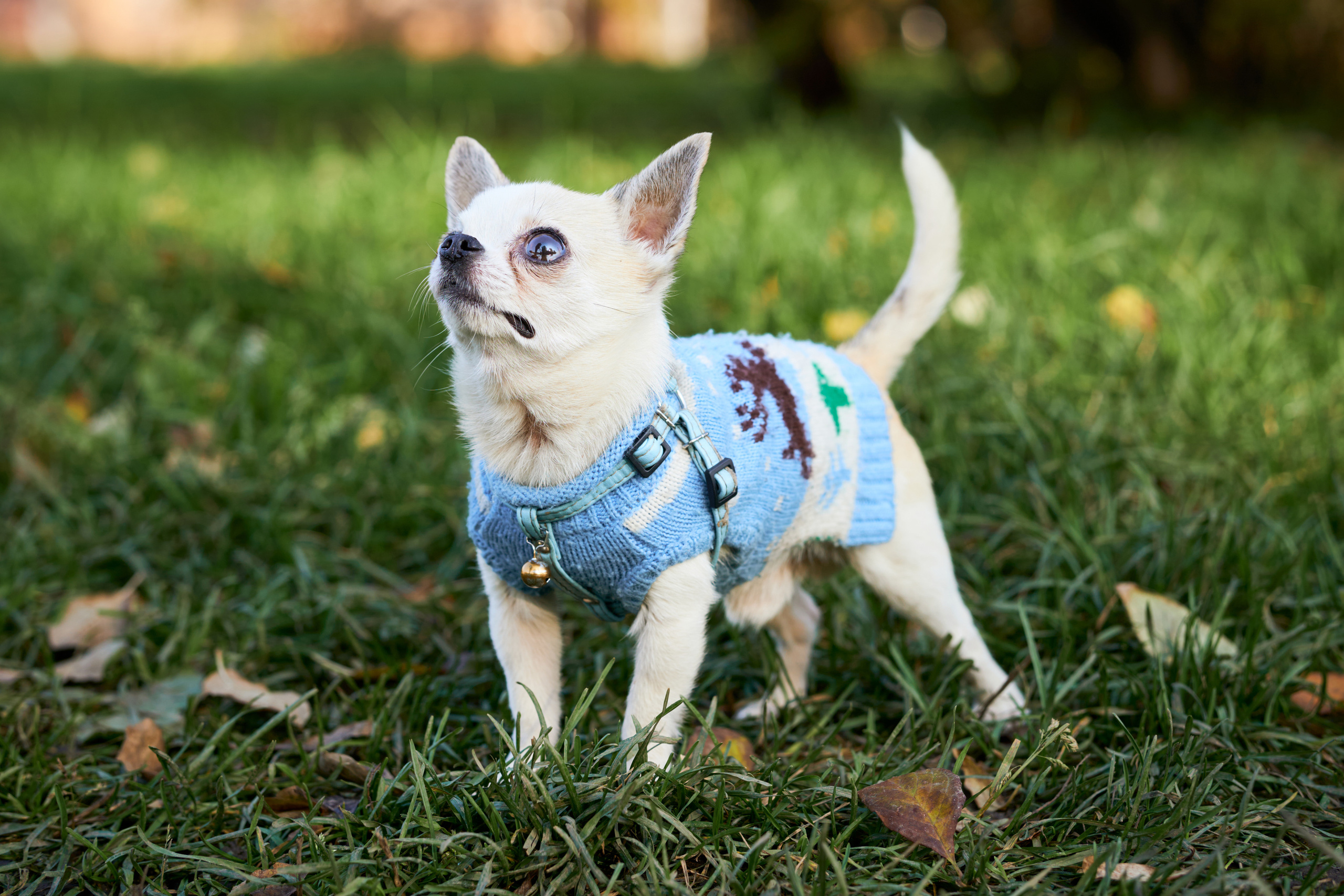 Прогулочные. Фотограф людей и животных в Санкт-Петербурге Марина Бурмистрова
