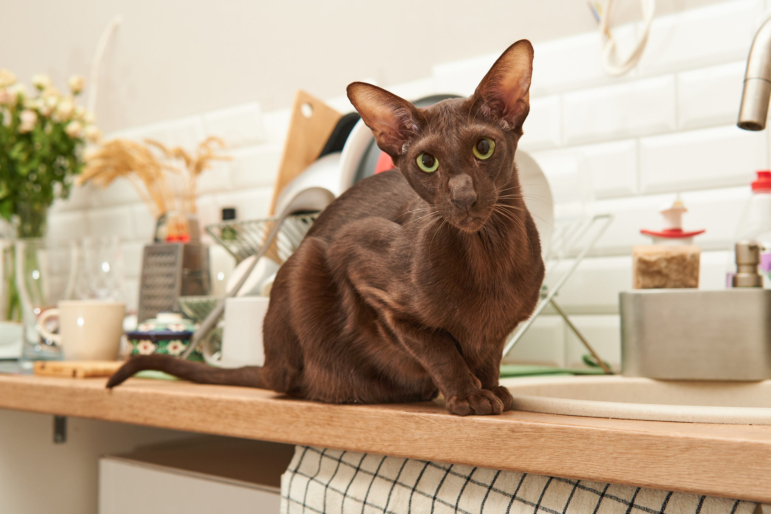 Выездные. Фотограф людей и животных в Санкт-Петербурге Марина Бурмистрова