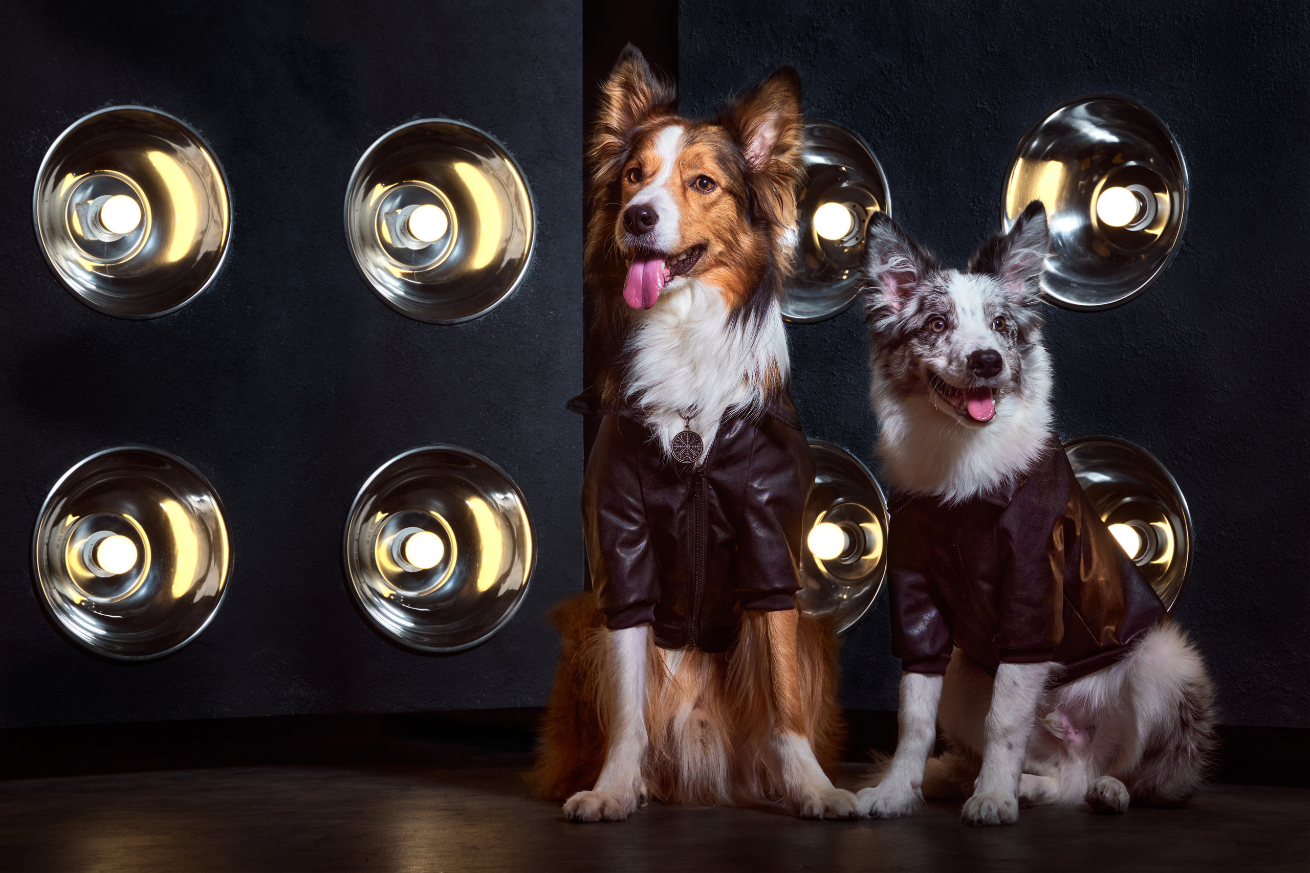 фотосессия собак в стиле рок-звезд, собака в кожаной куртке, собака в кожаном костюме, бордер-колли в студии, фотосессия собаки в студии