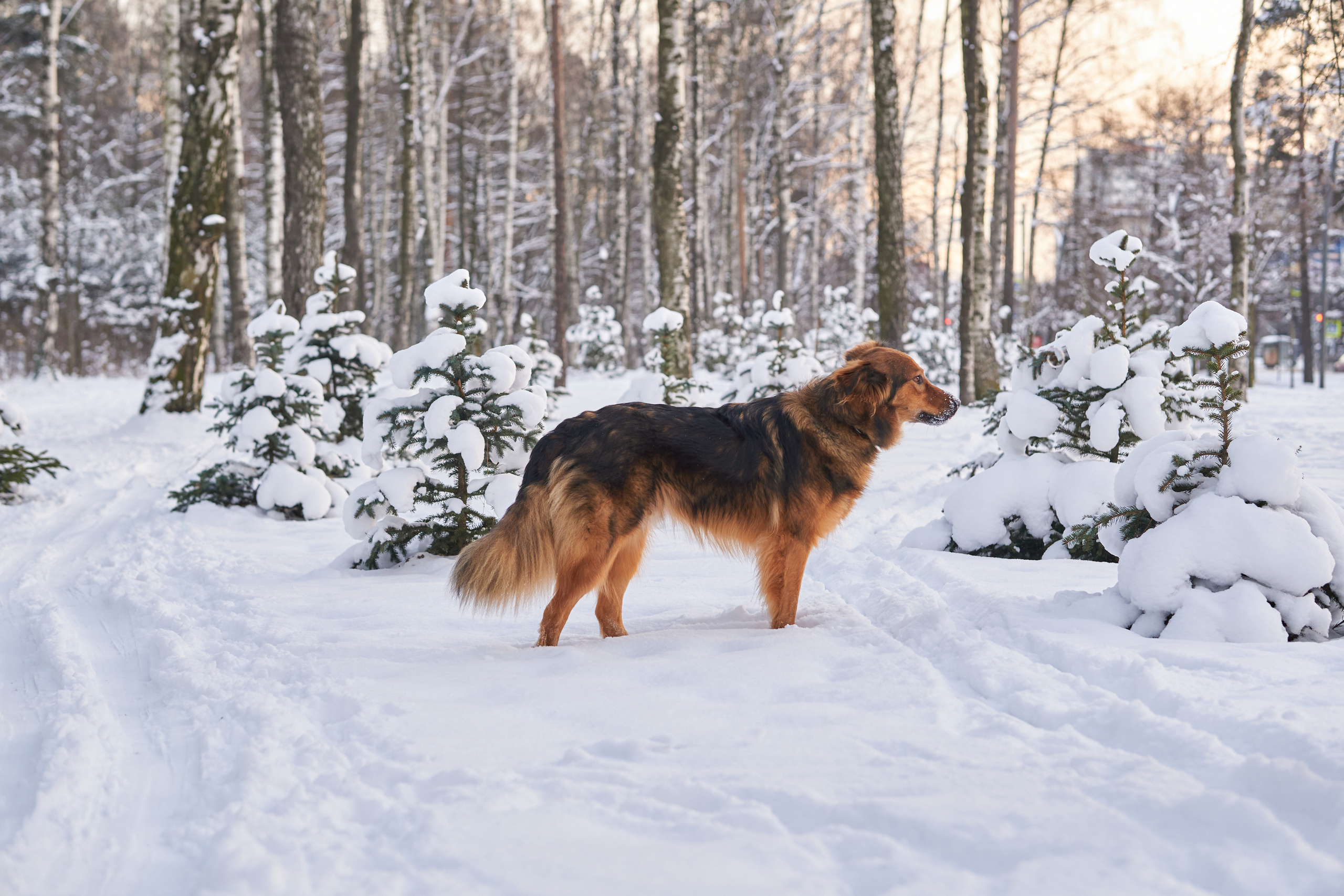 Прогулочные. Фотограф людей и животных в Санкт-Петербурге Марина Бурмистрова