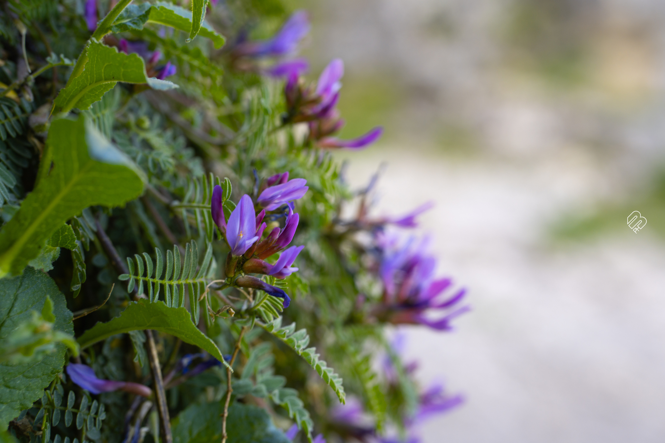 Абхазия 2022. Фотограф людей и животных в Санкт-Петербурге Марина Бурмистрова