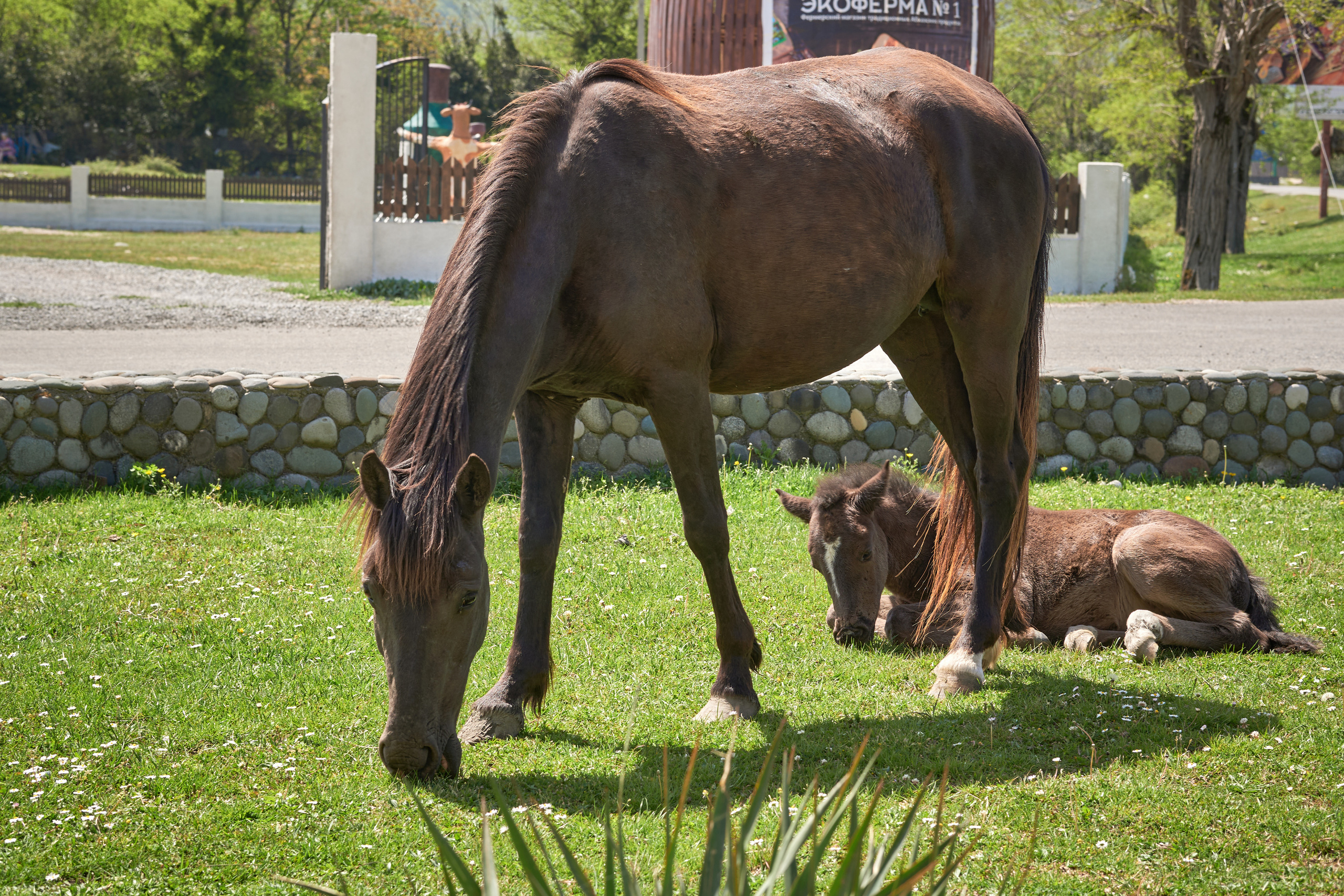 Абхазия 2022. Фотограф людей и животных в Санкт-Петербурге Марина Бурмистрова