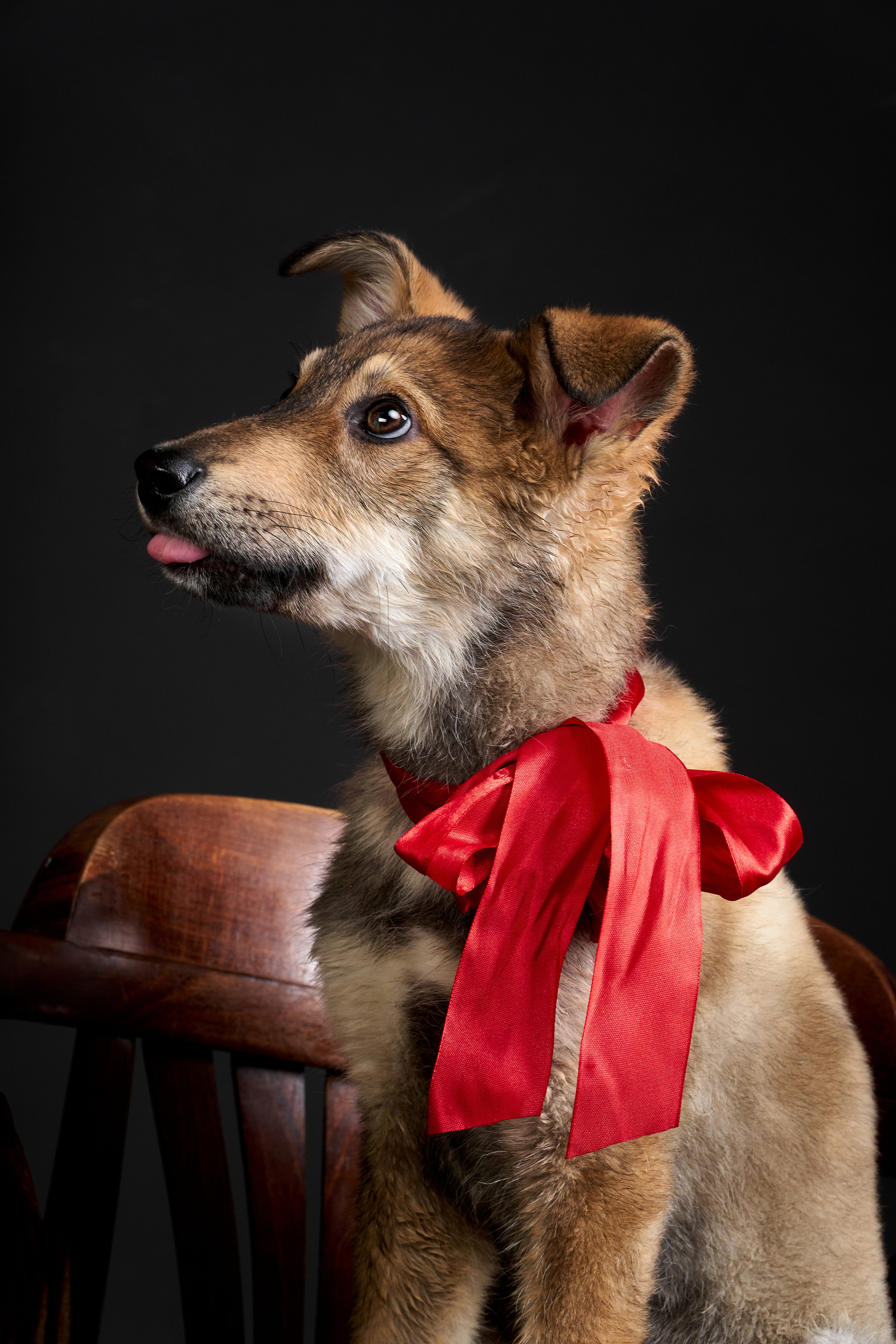 Студийные. Фотограф людей и животных в Санкт-Петербурге Марина Бурмистрова