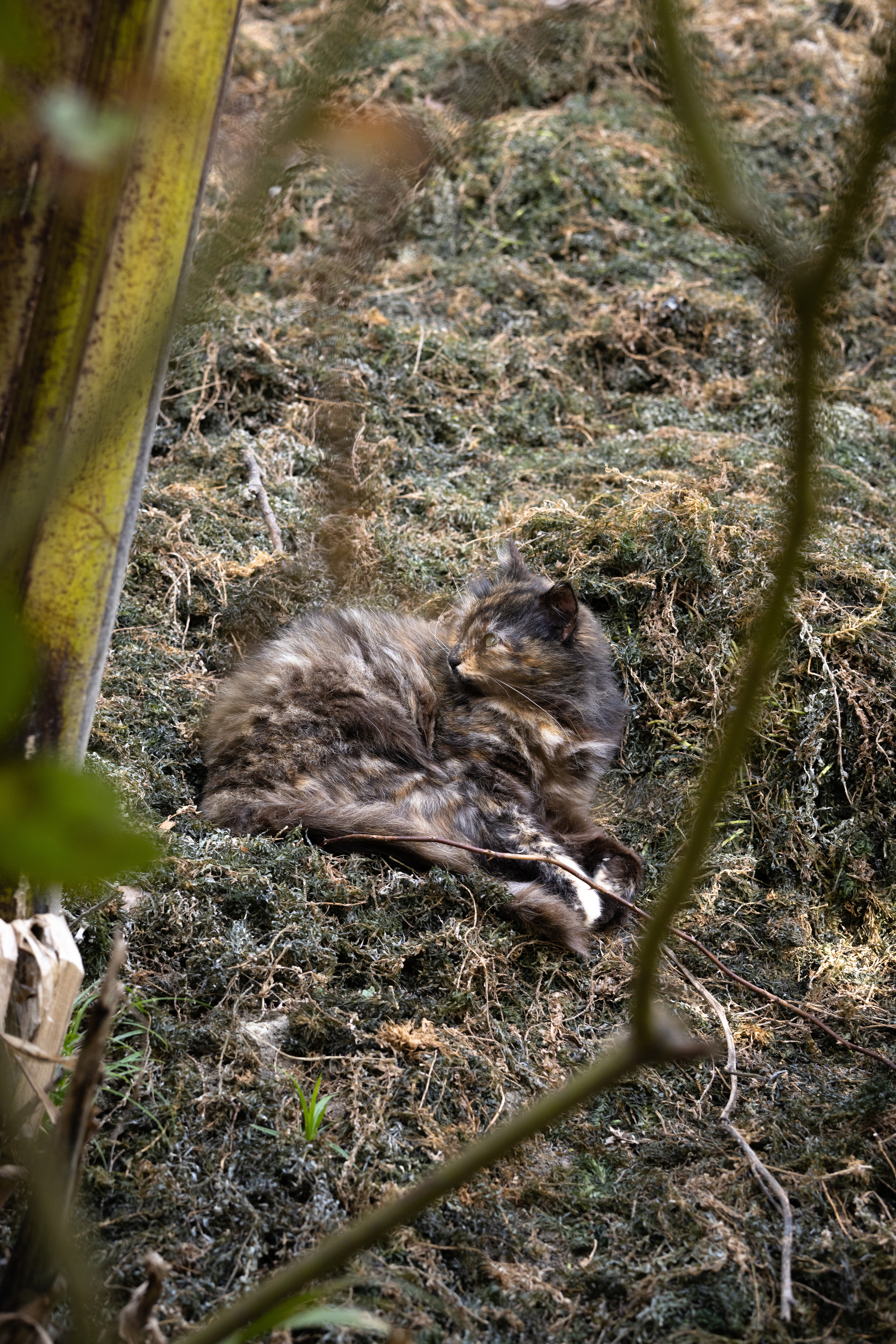 Абхазия 2022. Фотограф людей и животных в Санкт-Петербурге Марина Бурмистрова
