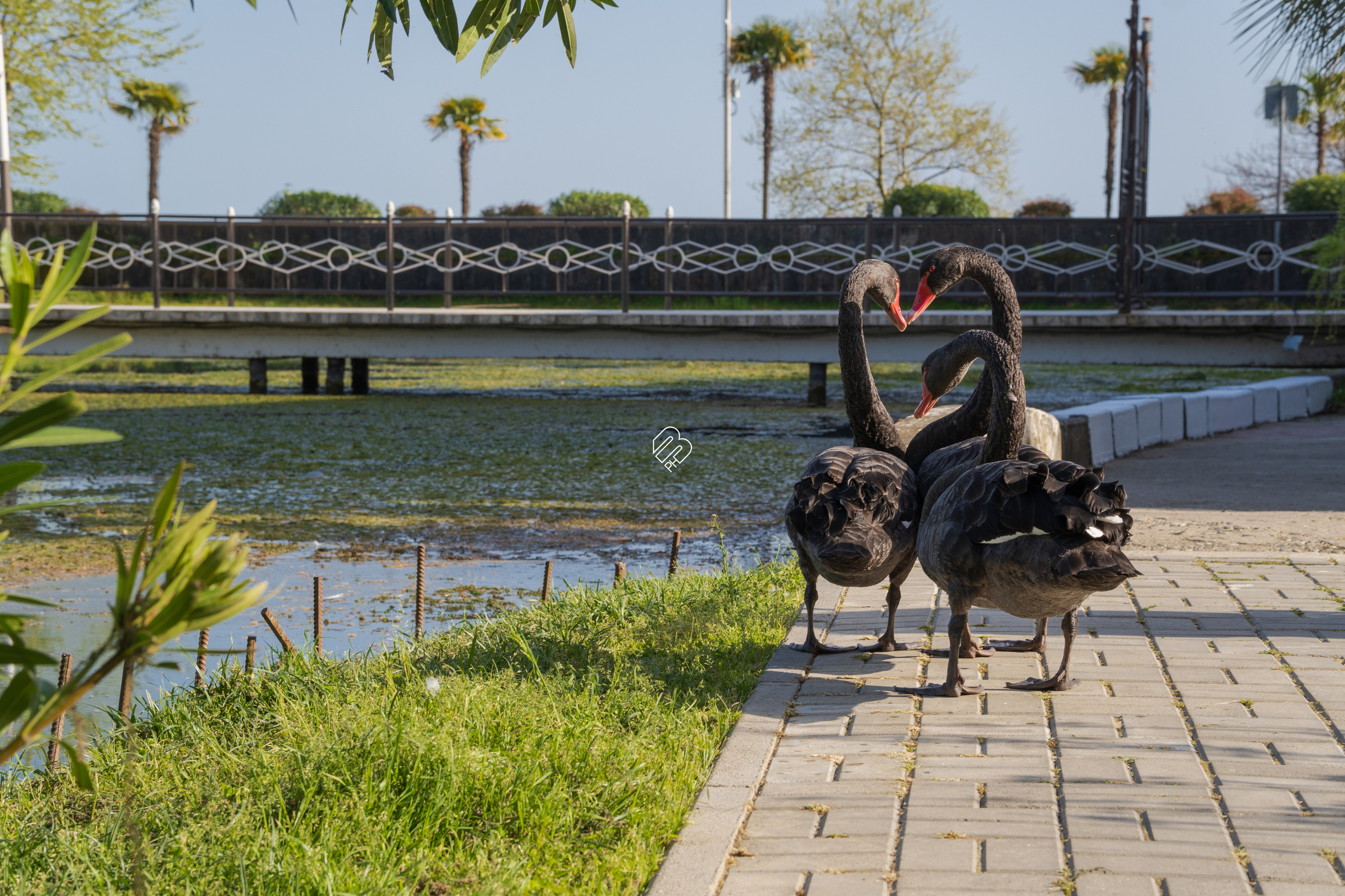 Абхазия 2022. Фотограф людей и животных в Санкт-Петербурге Марина Бурмистрова