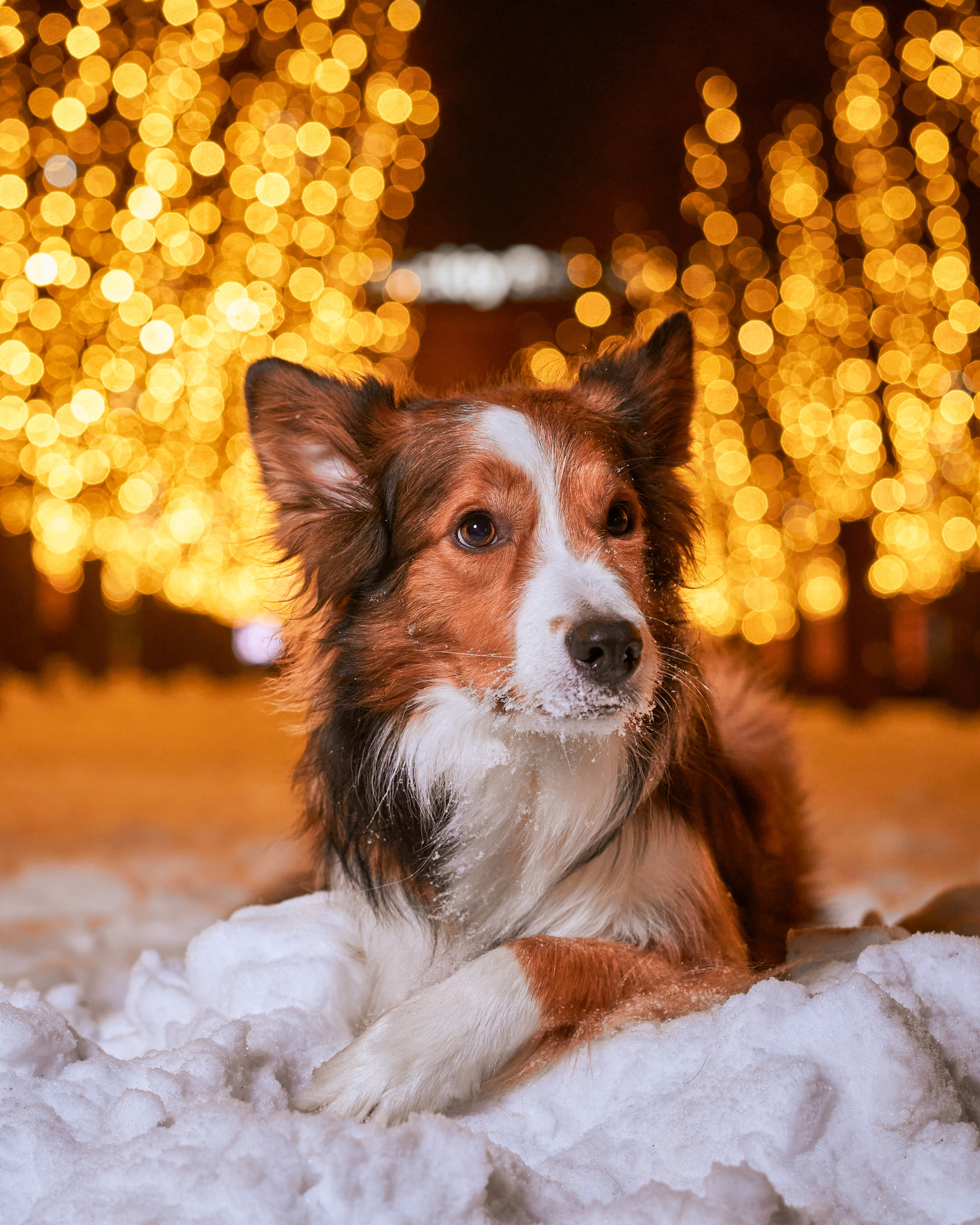 Прогулочные. Фотограф людей и животных в Санкт-Петербурге Марина Бурмистрова