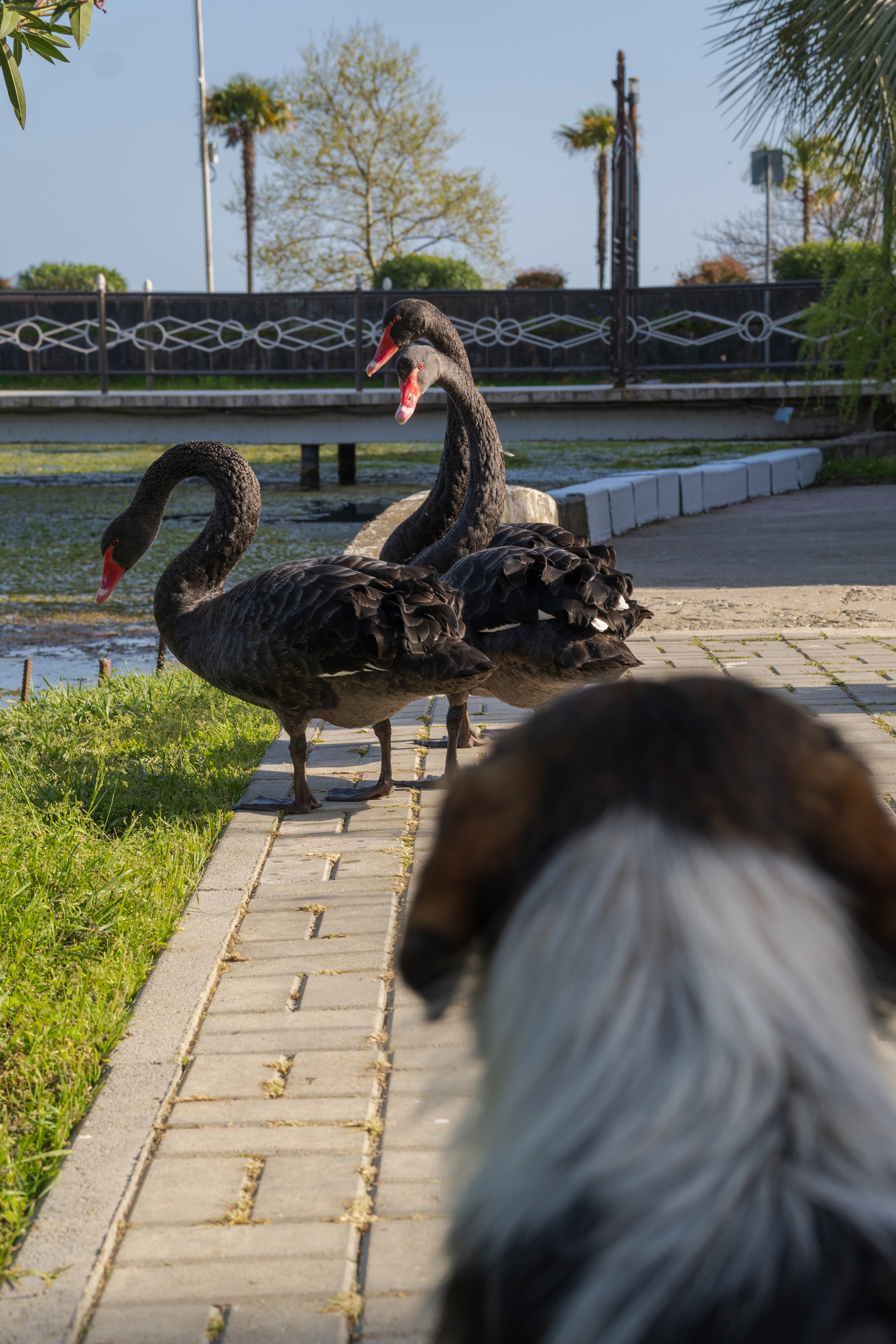 Абхазия 2022. Фотограф людей и животных в Санкт-Петербурге Марина Бурмистрова
