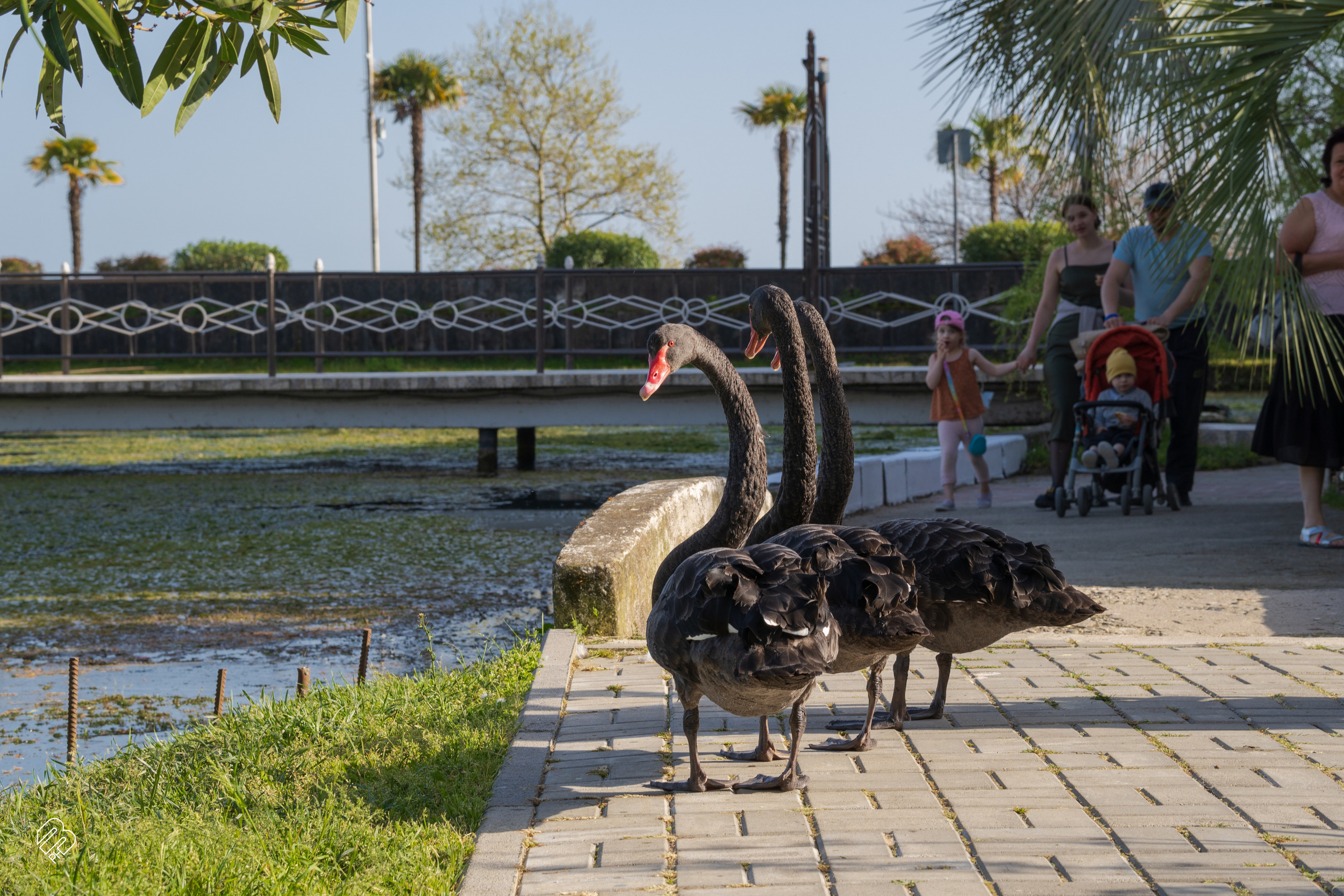 Абхазия 2022. Фотограф людей и животных в Санкт-Петербурге Марина Бурмистрова