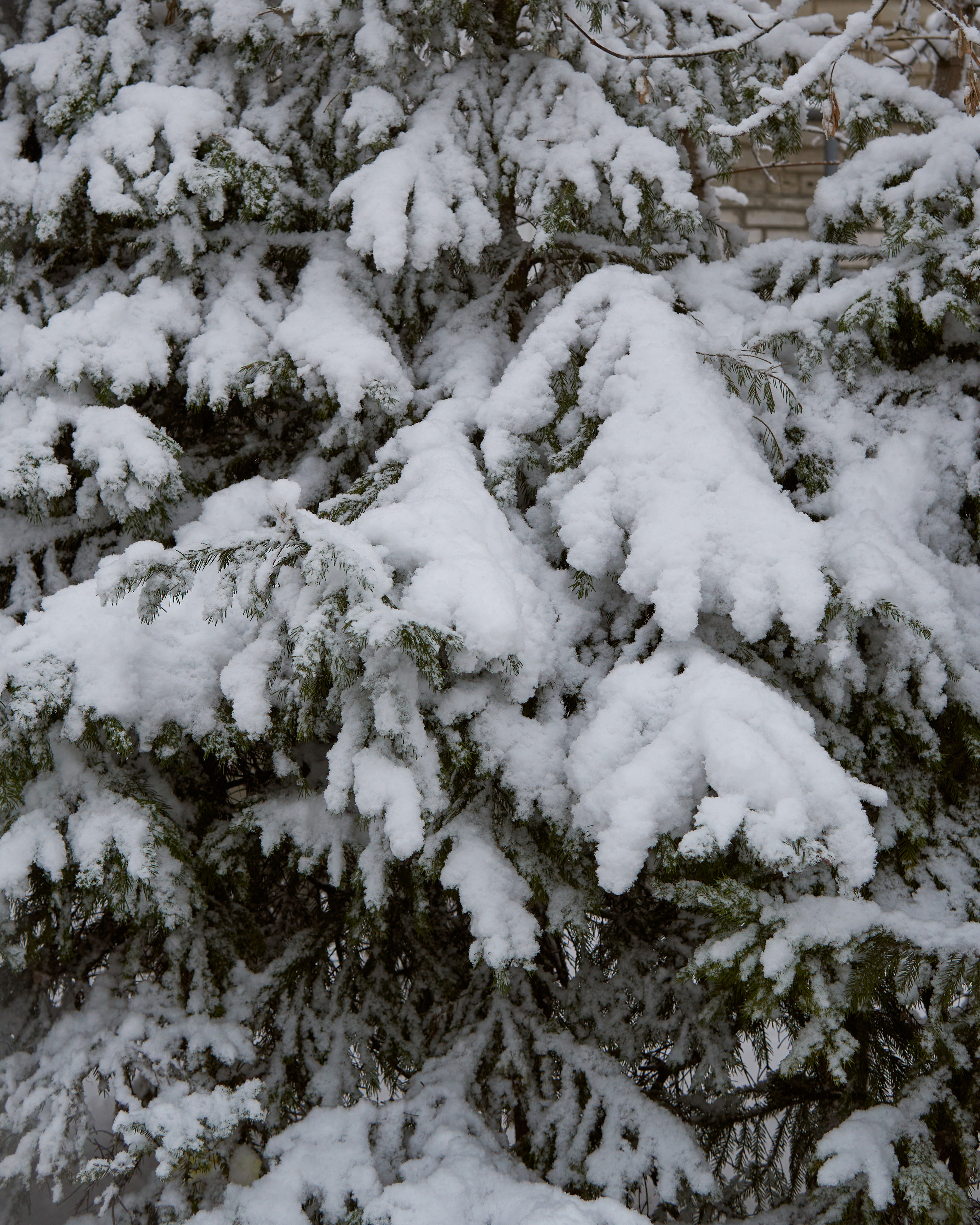 Художественный репортаж шторма в СПб. Фотограф людей и животных в Санкт-Петербурге Марина Бурмистрова