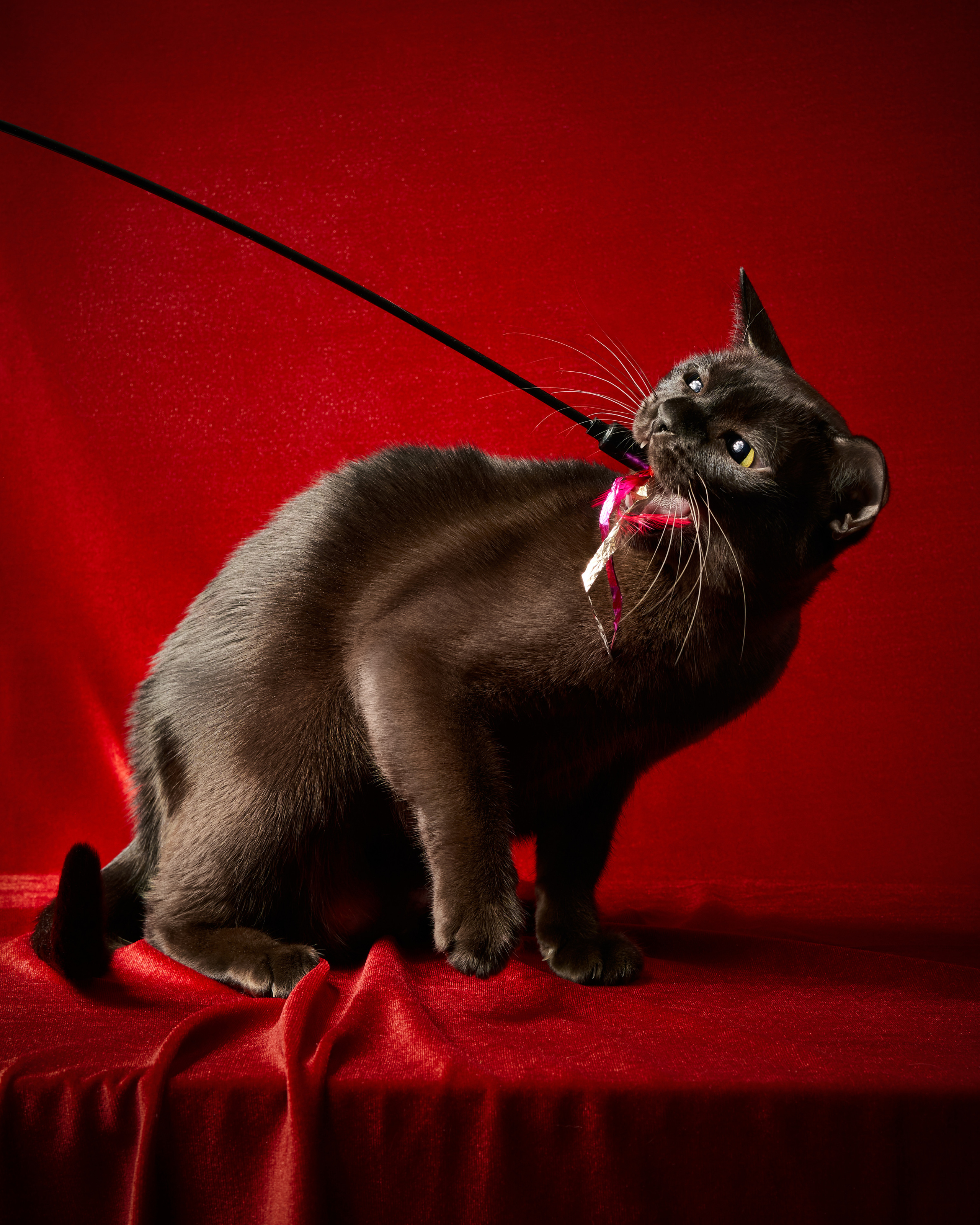 Выездные. Фотограф людей и животных в Санкт-Петербурге Марина Бурмистрова