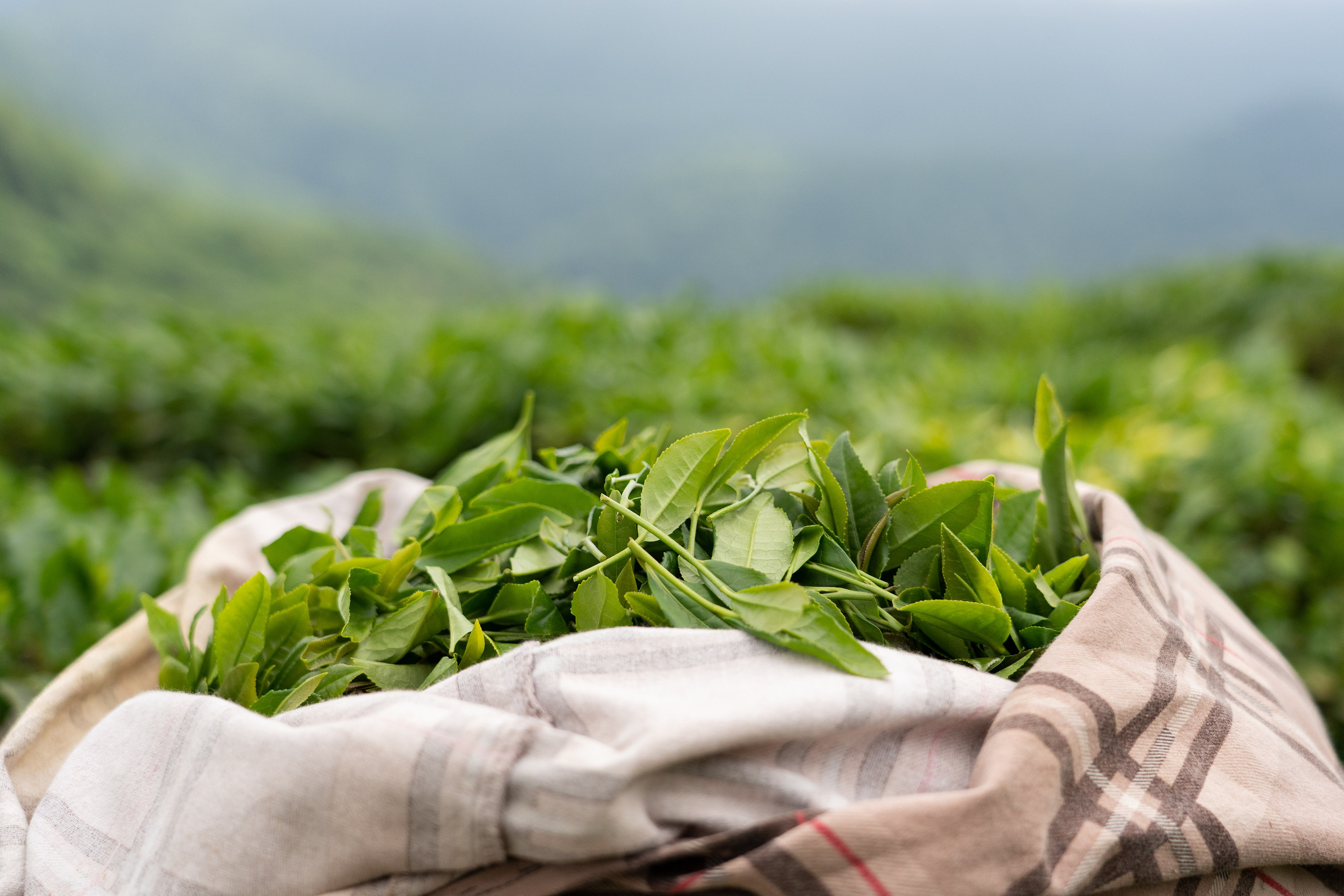 Репортажный фотограф в Сочи — профессиональная съёмка событий и мероприятий. Профессиональная фотосъемка в Сочи: репортаж, предметная, ювелирная фотосъемка, недвижимость, фуд-фотография. Фотограф Александр Афанасьев