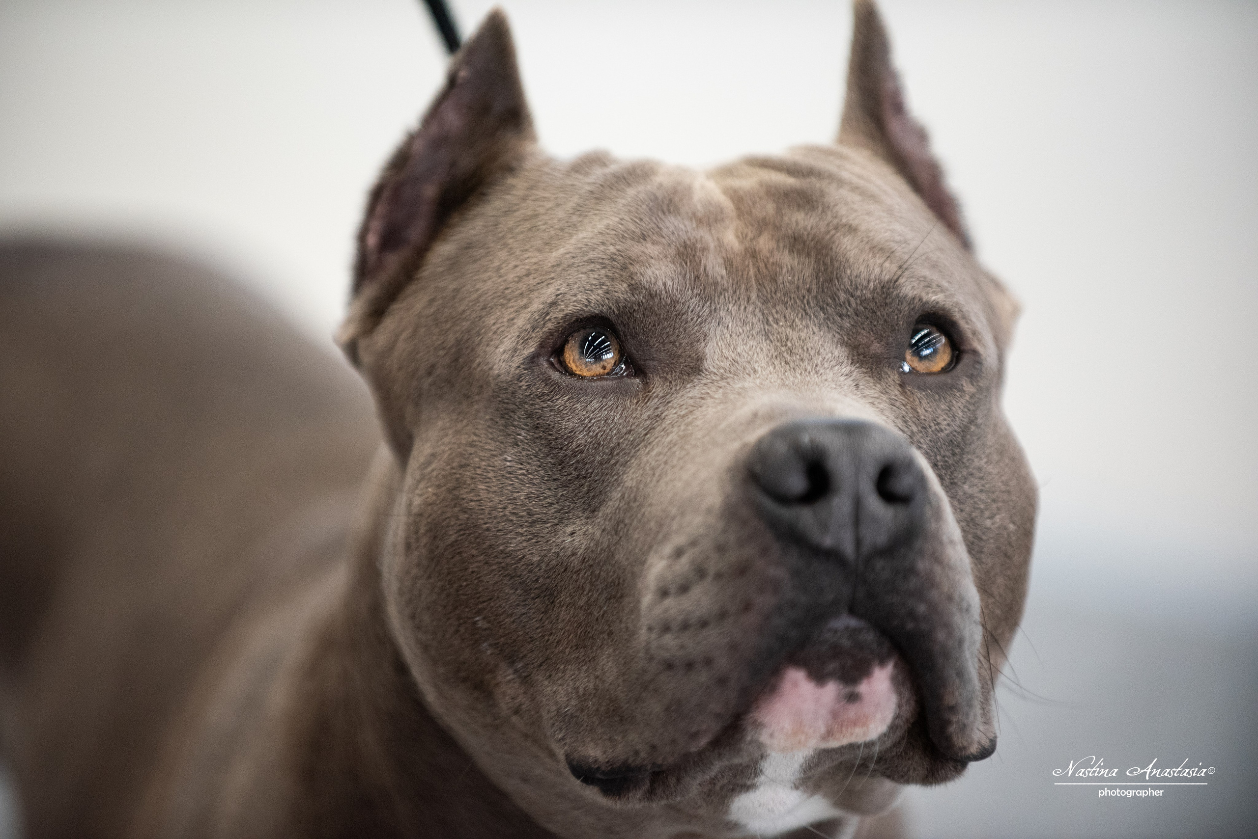 Выставки. Фотограф — Анималист