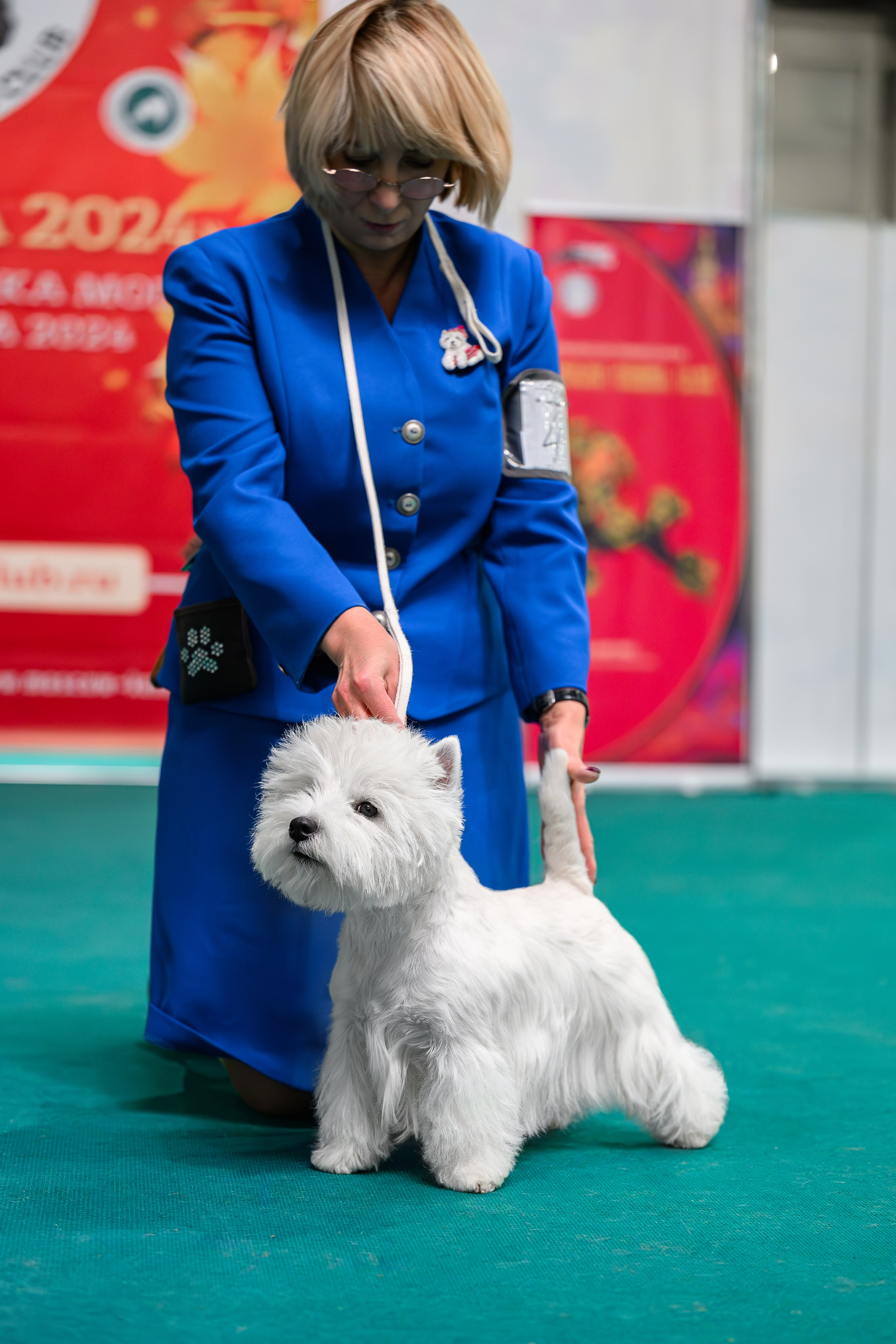 Бьянка. Питомник собак породы вест хайленд вайт терьер в Москве