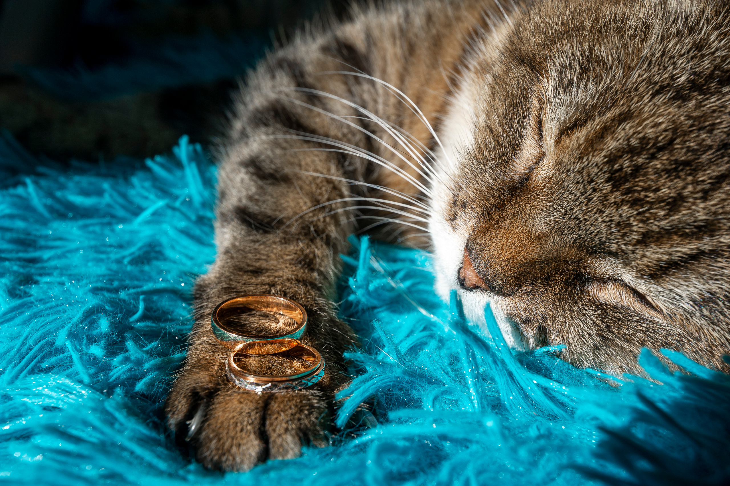 кольца, обручальное кольцо, свадьба