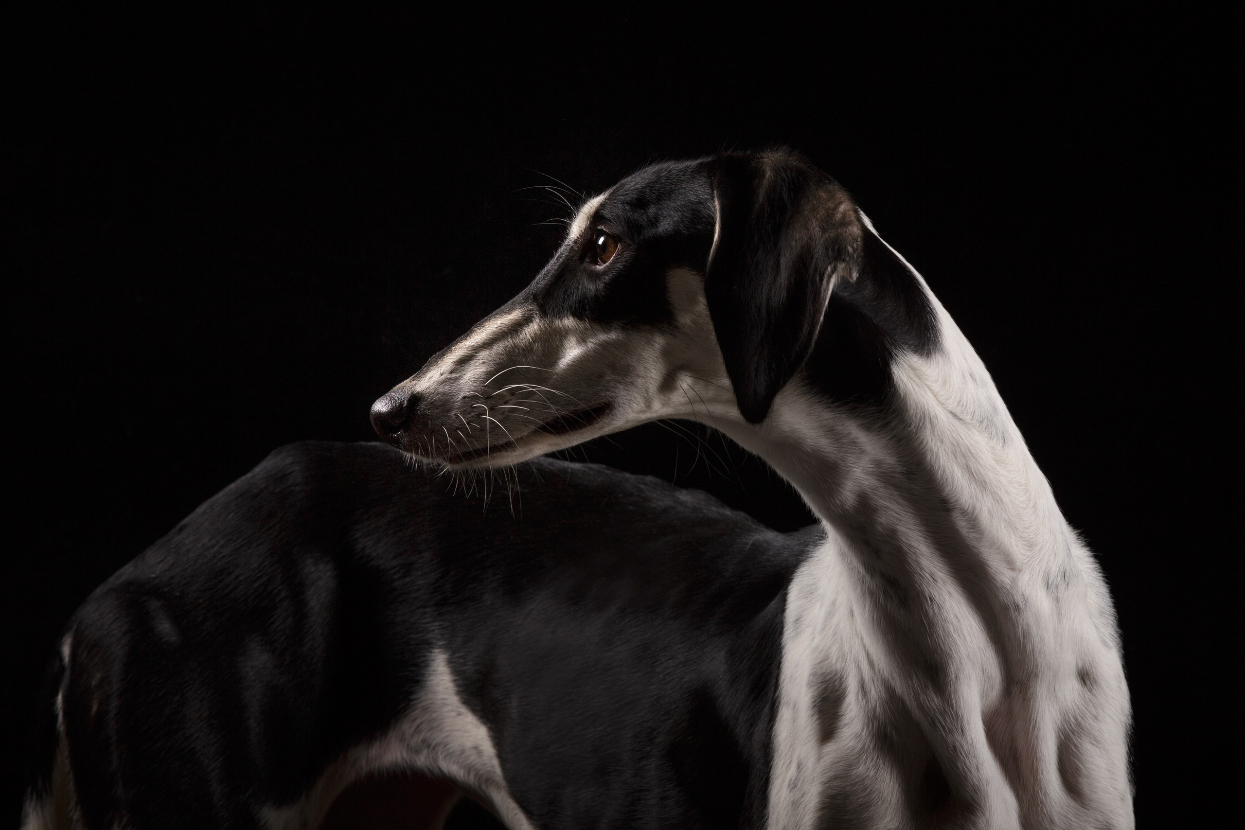 Студийная съёмка собак. Фотограф-анималист Natalia Deingel | Фотосъемка собак в Москве