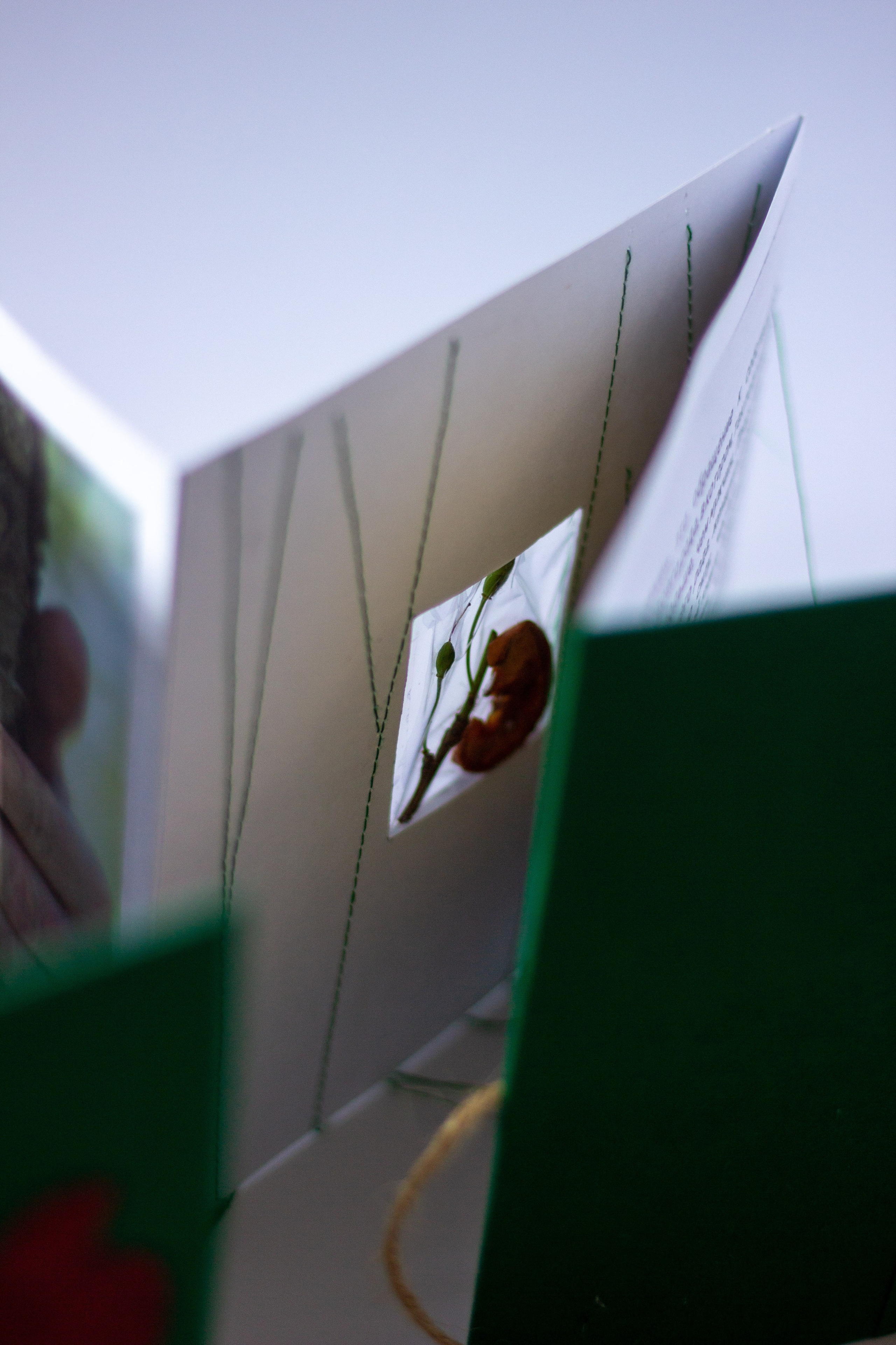 Плодовые (2024 — в процессе). Julia Gorbunova