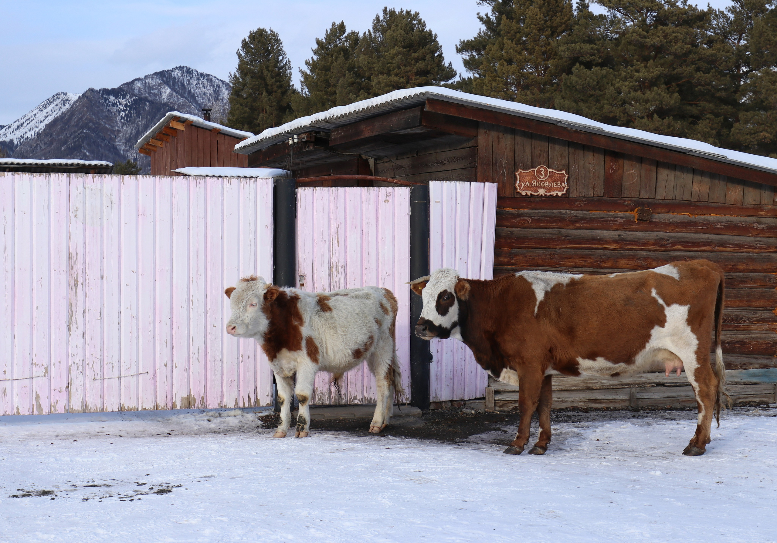 Аршан. Февраль 2025. Путешественник-фотограф из Санкт-Петербурга Татьяна Свистулина