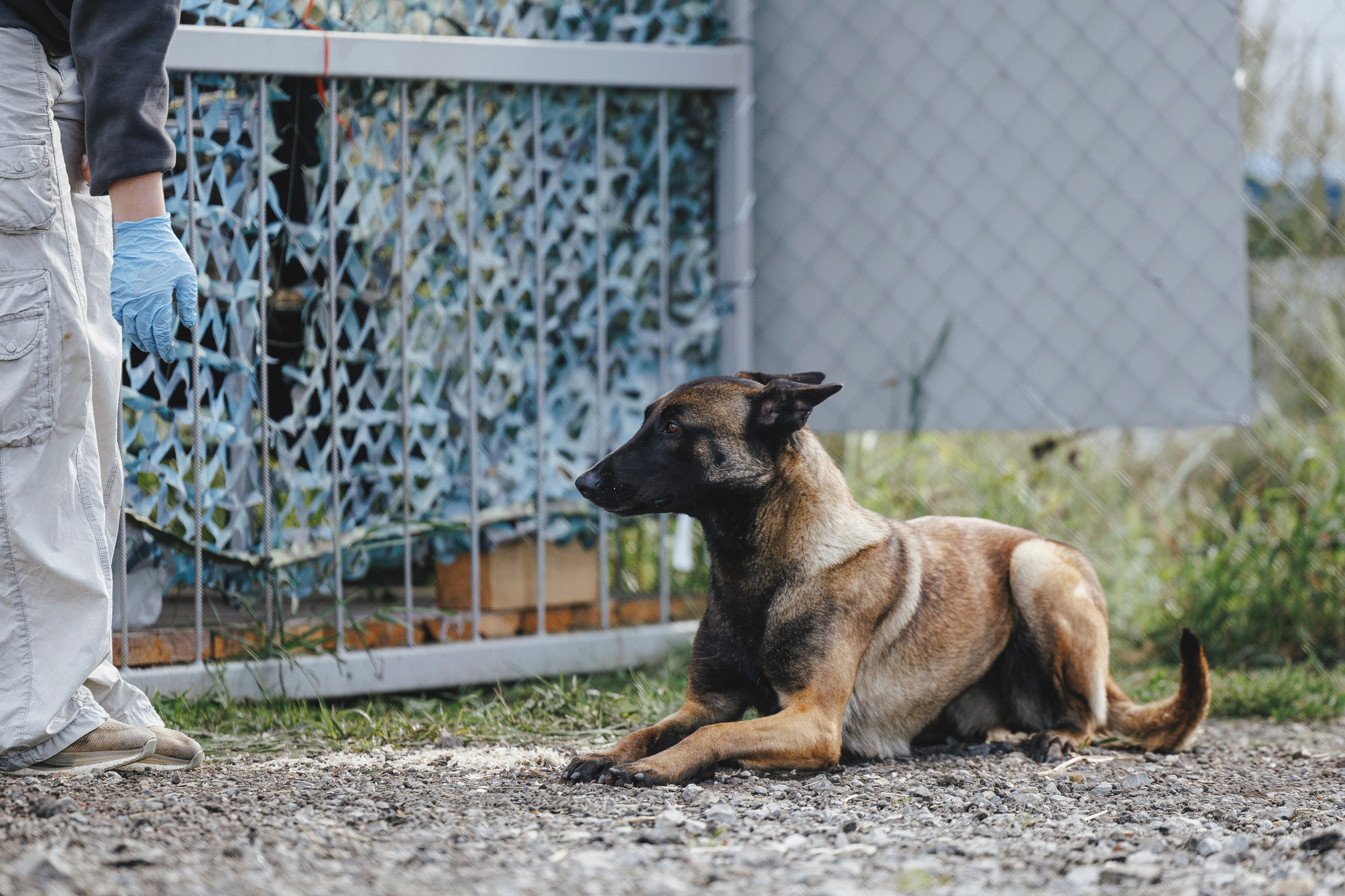 08.08.25-10.08.25 ЧР по мондьорингу г. Вологда. Фотограф-анималист Анна Маринич