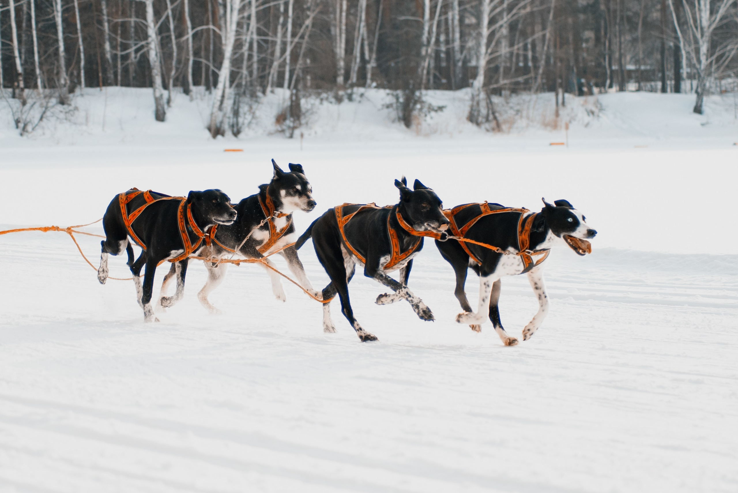 Ездовой спорт. Фотограф в Тюмени Лизавета Сапицкая